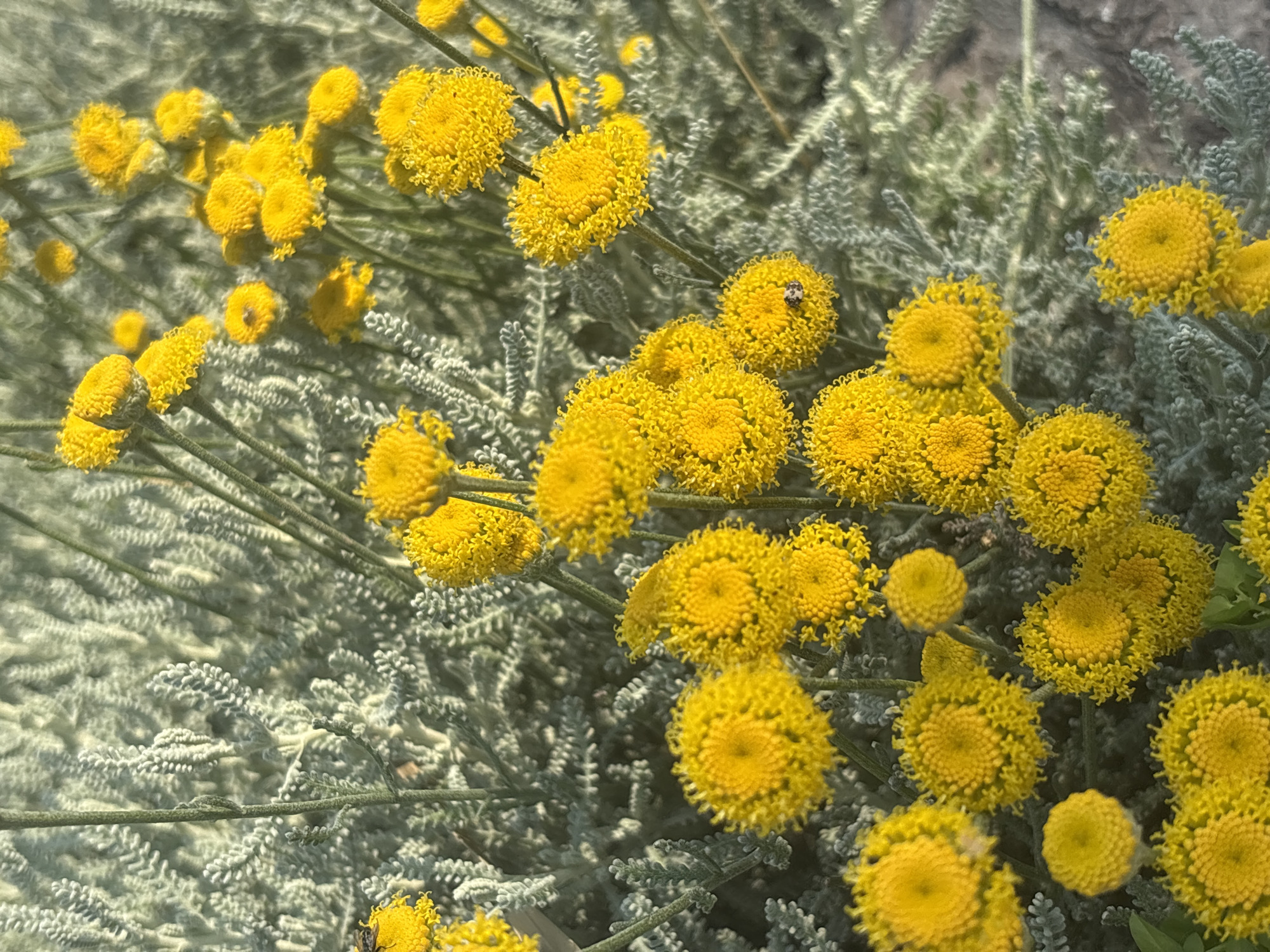 Close-up of yellow flowers with gray-green foliage. One flower has a small insect on it. The location is likely outdoors in Bar, Montenegro based on the presence of Mediterranean flora.