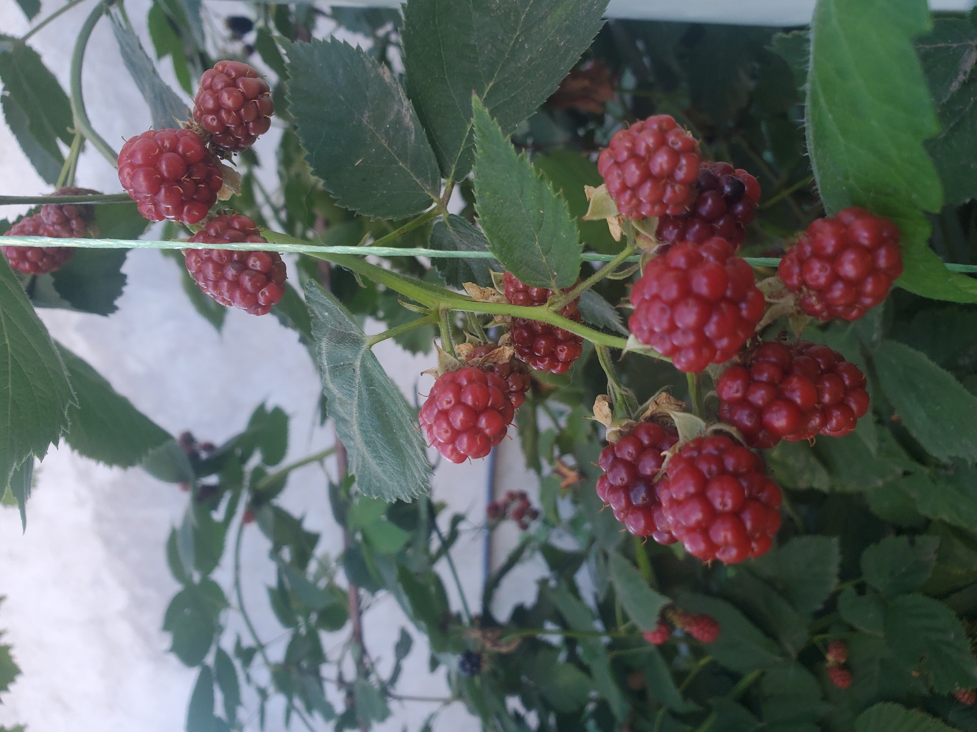 The image shows a close-up view of ripe blackberries growing on a vine, against a blurred background of green leaves and a light-colored wall. Several clusters of blackberries are visible, with each berry composed of many small drupelets. The berries are a deep red color, indicating ripeness. Some leaves of the blackberry plant are also in focus, showing their serrated edges. A thin, light green string is running vertically through the frame, possibly supporting the plant. The overall scene suggests an outdoor environment, likely a garden or a backyard in Chornomorske, Ukraine, given the context. No people or specific actions are depicted.
