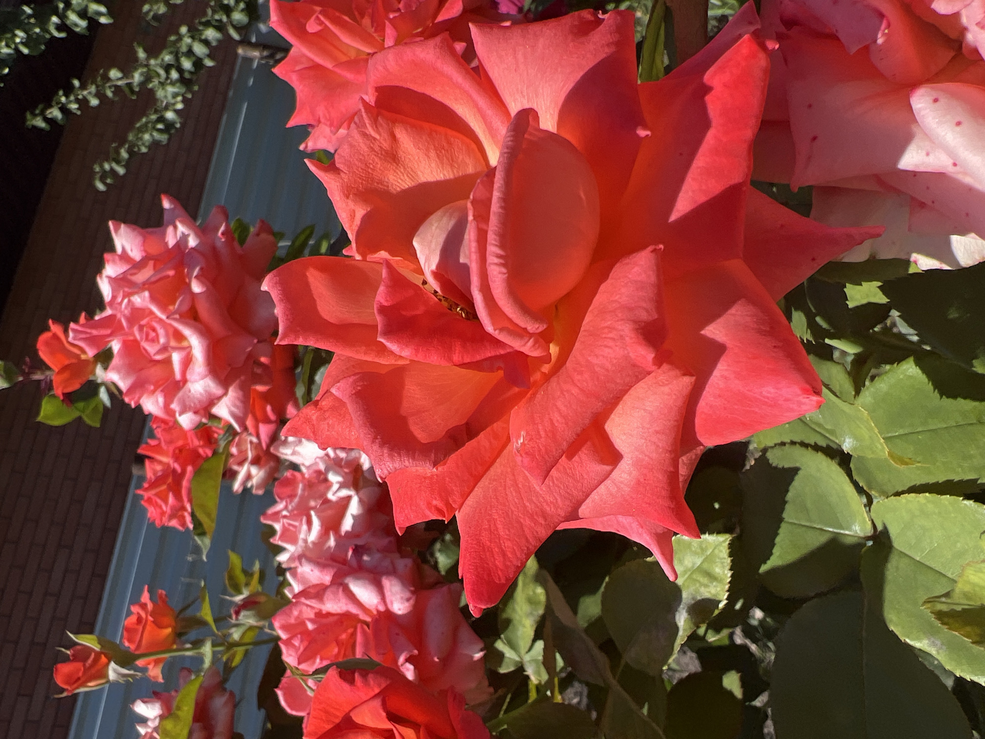 The image shows a close-up of several vibrant red and pink roses in bloom, with green foliage. The roses are in the foreground and fill most of the frame. In the background, a brick wall and a hint of a blue structure are visible, along with some green branches from a tree. The lighting suggests it is a sunny day, casting shadows on the leaves. The scene is outdoors, likely in a garden or park, and there are no people or animals present. The setting is an unspecified urban environment in Millerovo, Russia.