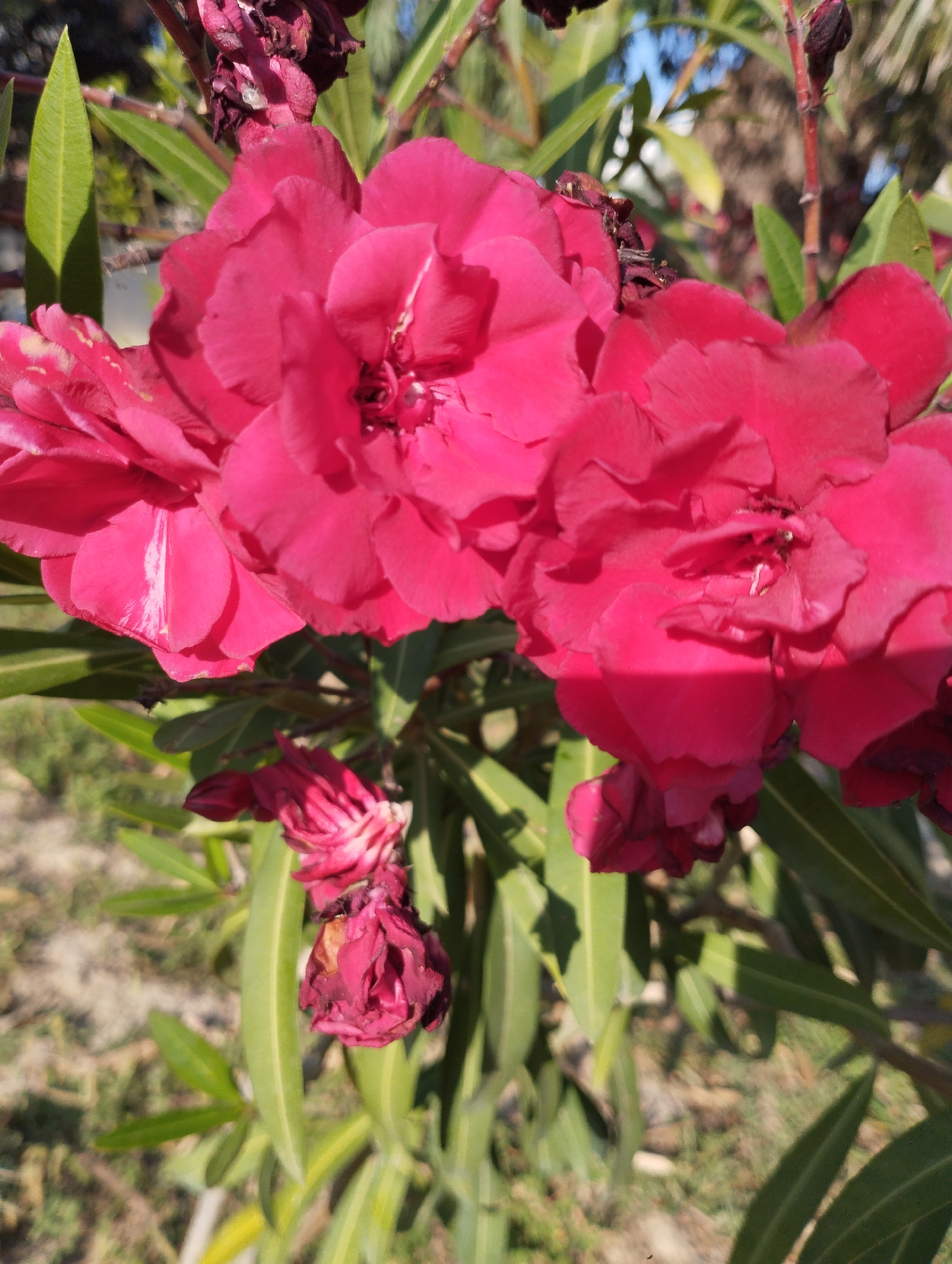 In an outdoor environment, a cluster of bright pink oleander flowers is prominently displayed in the foreground. The flowers are lush and detailed, with multiple petals forming a radial pattern. Some of the petals exhibit lighter pink or white streaks, adding texture and visual interest. Surrounding the vibrant blooms are long, slender green leaves typical of the oleander plant. In the background, the scene is softly blurred, hinting at dry, sandy ground and hints of other foliage. The lighting suggests a sunny day, casting subtle shadows on the leaves. At the bottom of the image, a few dark, wilting oleander buds are visible, contrasting with the fresh, open flowers above. The image is a close-up, focusing on the natural beauty of the flowering plant.