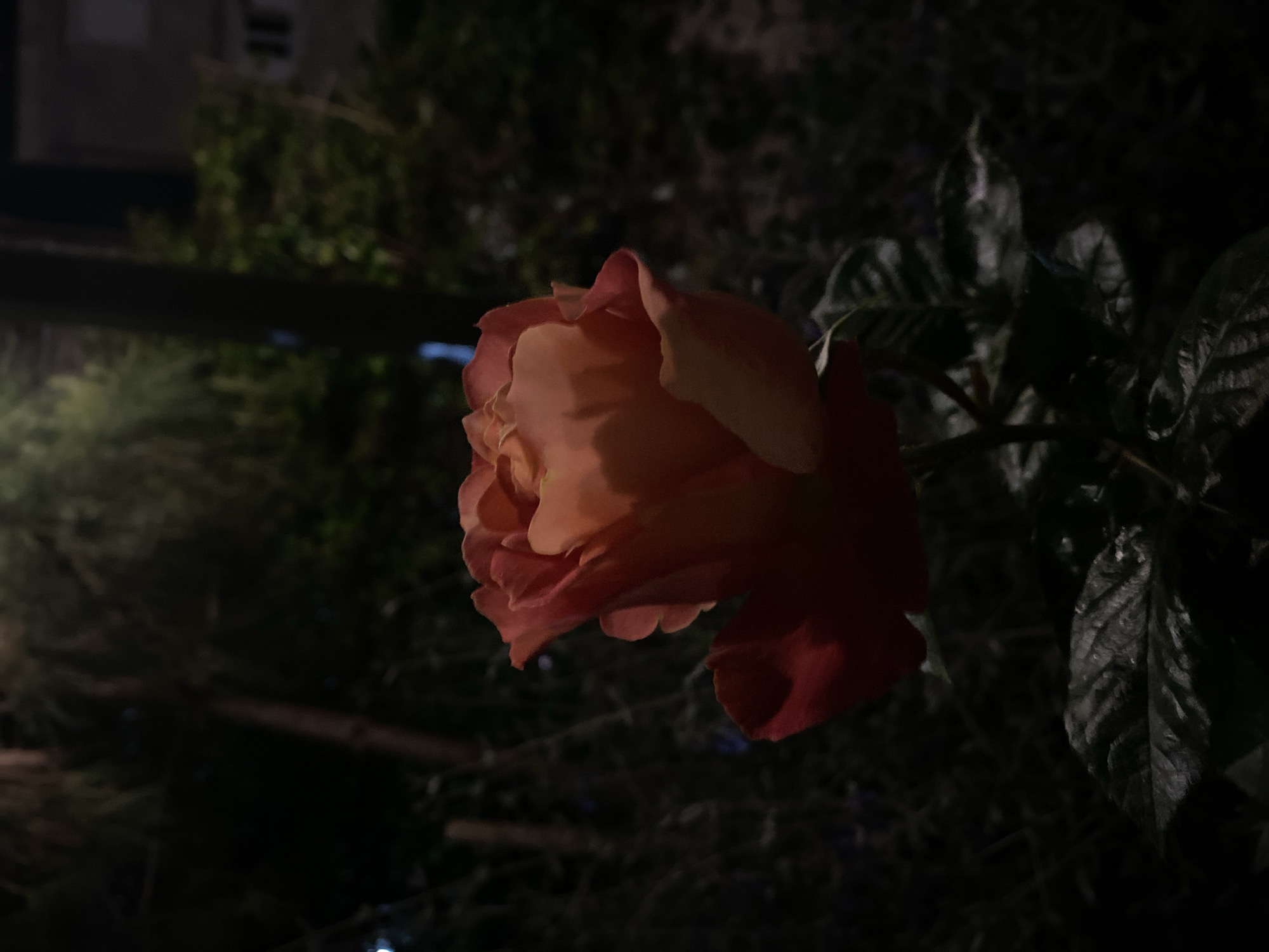 A dimly lit photograph shows a peach and red rose in partial bloom. The rose, in the center-right of the frame, is surrounded by dark green leaves. The background is a blur of shadows, with indistinct shapes possibly of foliage and faint hints of artificial lights suggesting a cityscape. The location is unknown, but appears to be an urban setting.