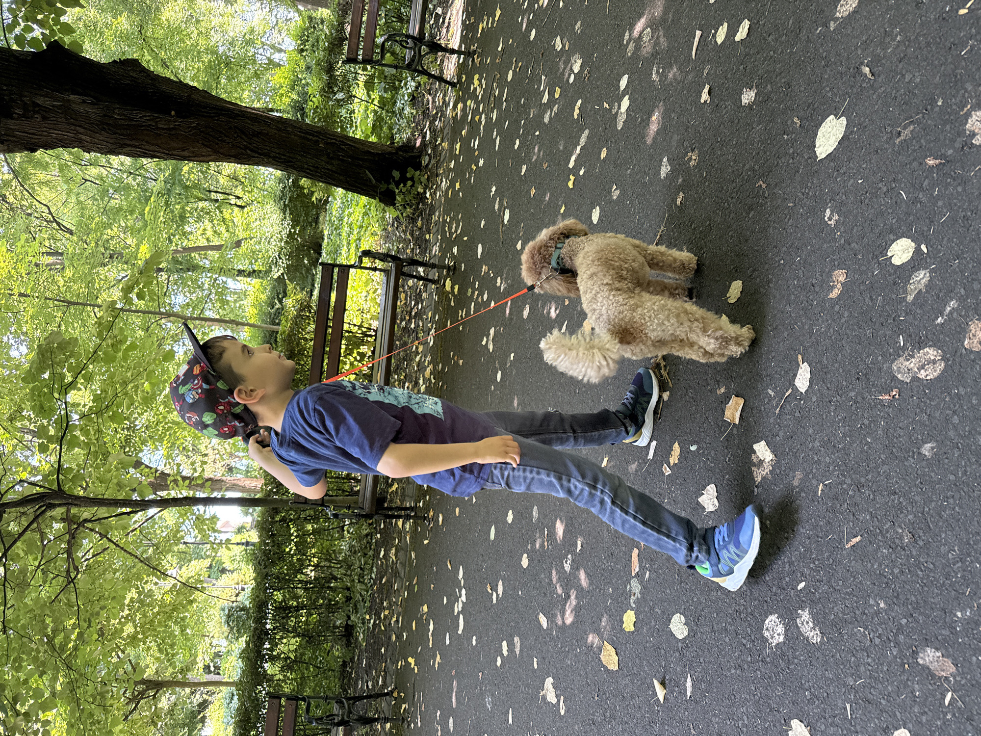 A young boy walks a small, light brown curly-haired dog on a bright orange leash along an asphalt pathway in a park in Burgas, Bulgaria. The boy, viewed from his left side, wears a navy blue t-shirt with a light blue graphic, dark blue jeans, and blue athletic shoes with green and yellow accents. He wears a black baseball cap featuring colorful superhero characters and has his right hand raised, adjusting the back of his cap. The dog, wearing a dark green collar, walks slightly ahead of the boy towards the right side of the frame. The asphalt path is speckled with numerous scattered light-colored, possibly yellowish or pale brown, fallen leaves. In the background, dark metal park benches are visible amidst lush green foliage, a trimmed hedge, and numerous mature trees with vibrant green leaves, indicating a daytime setting with dappled sunlight.