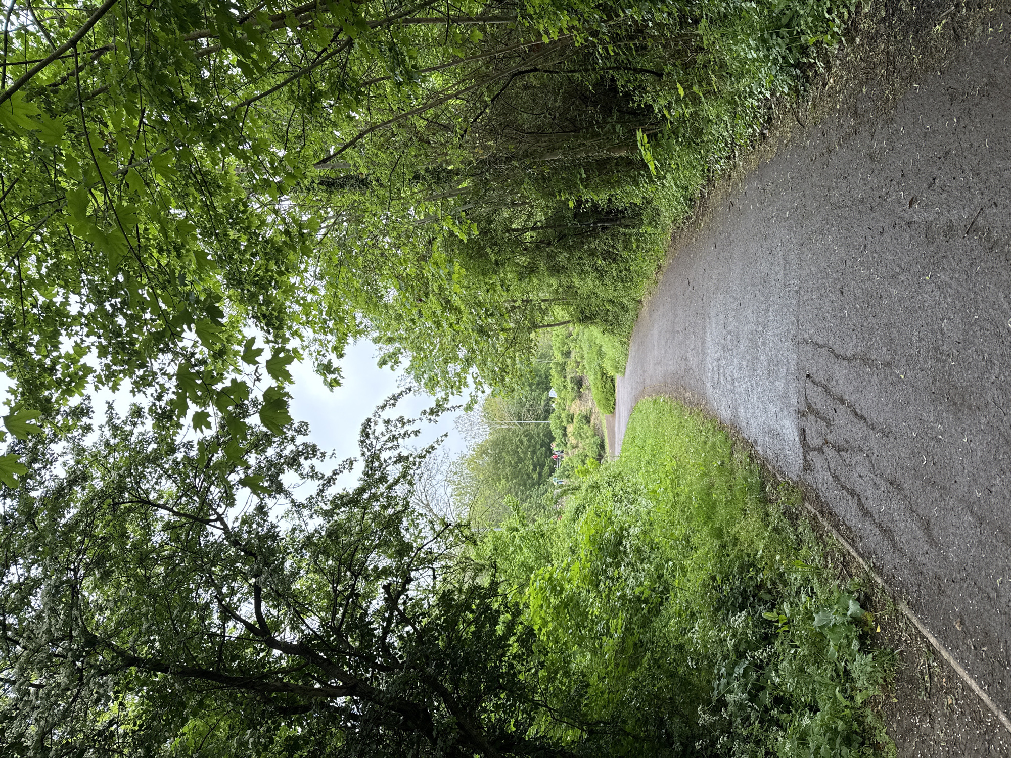 A paved path curves through a densely wooded area in Milton Keynes, United Kingdom. The path, damp from recent rain, is bordered by lush green vegetation on both sides. Trees arch overhead, forming a canopy of leaves. In the distance, two figures are visible on the path, their forms partially obscured by the surrounding foliage. The sky is overcast and the overall lighting is subdued.