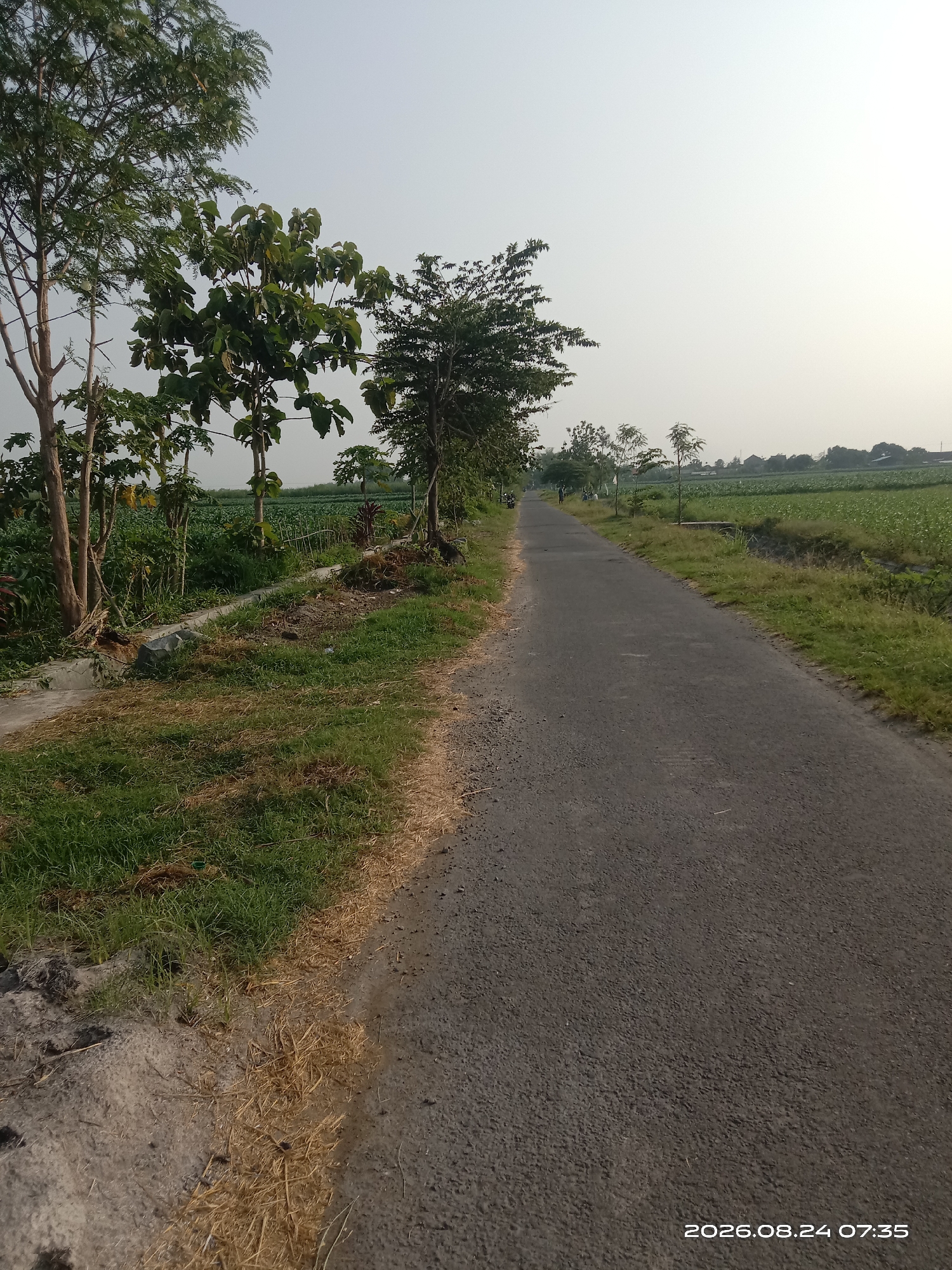 The image shows an asphalt road in Banyuarang, Indonesia, on August 24, 2026, at 7:35 AM. The road is lined with green vegetation and trees on the left, and a cultivated field of crops on the right. The sky is clear and bright. There are no people visible on the road or in the immediate vicinity, though a small vehicle is parked on the left side of the road in the distance. The scene appears to be a rural or semi-rural area with agricultural activity.