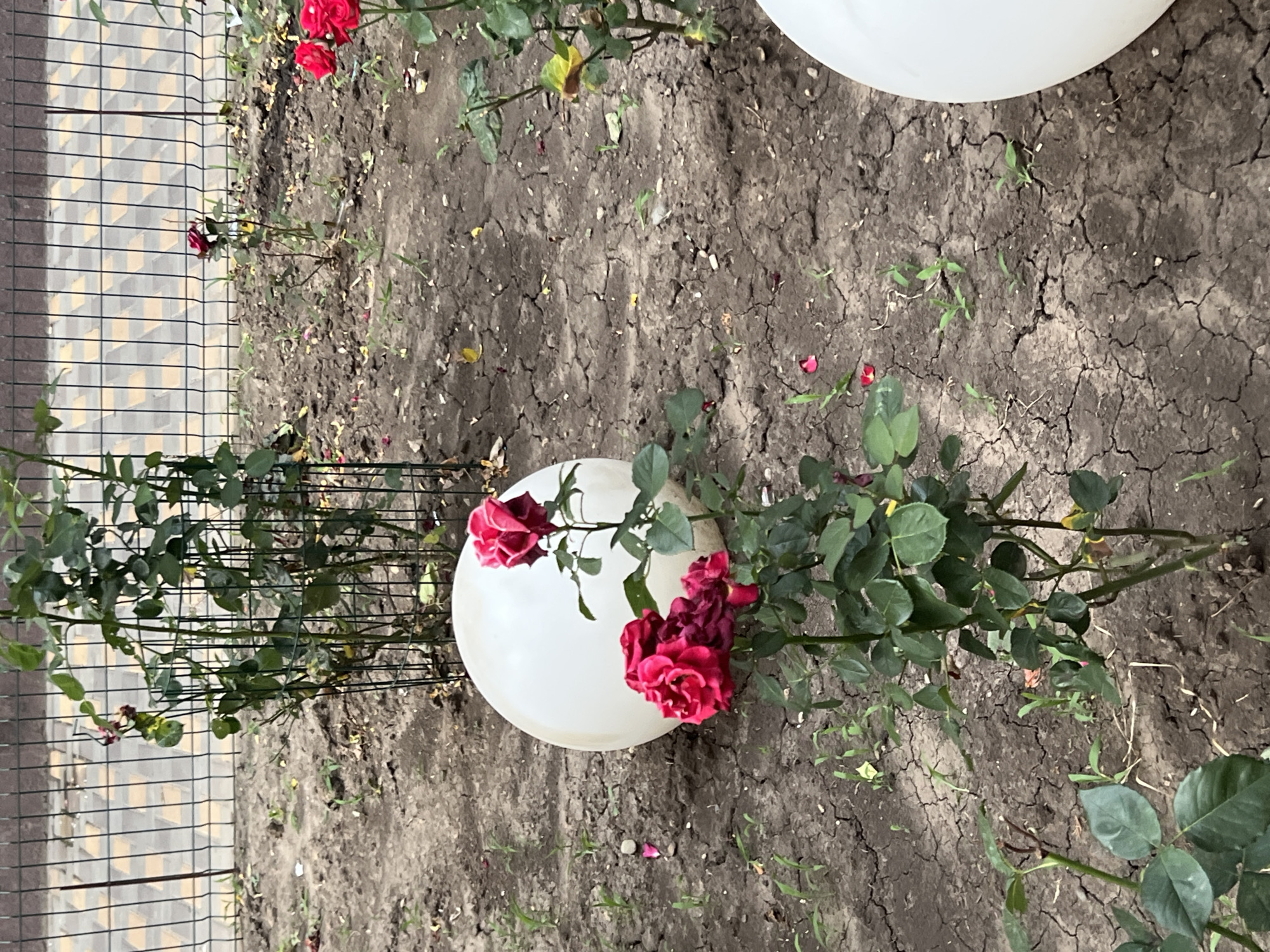 In Belozernyi, Russia, a close-up, eye-level shot captures a garden bed with several rose bushes in bloom. Red roses are the prominent feature, with some fully open and others in bud. The soil is dry and cracked, with scattered green shoots and fallen rose petals. In the background, a metal fence with diamond-shaped openings borders a paved walkway. Two large, opaque white balloons are partially visible in the scene, one in the foreground and another in the background. The lighting suggests it is daytime.
