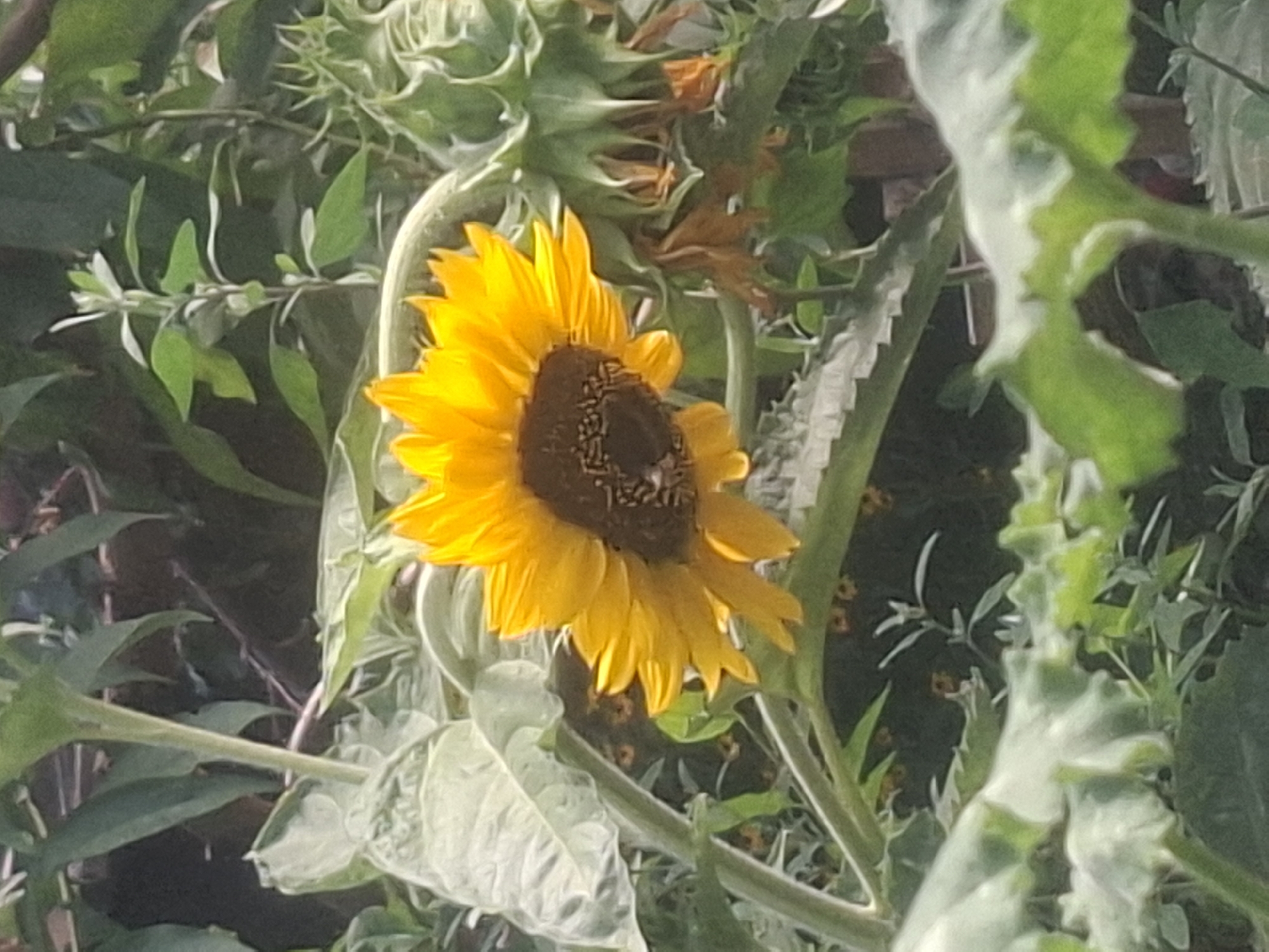 The image shows a close-up view of a sunflower in a garden. The sunflower is in full bloom with bright yellow petals and a dark brown center. It is surrounded by lush green leaves and other plants. The background is blurred, suggesting the photo was taken outdoors in natural light. There is no indication of the city of Almaty, Kazakhstan.