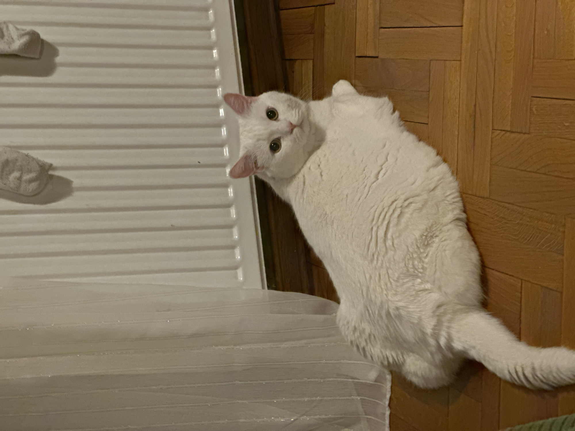 A fluffy white cat with striking golden-green eyes and pink ears is the central subject of this indoor photograph. The cat is lying on its left side, with its body extending from the mid-left to the lower right of the frame. Its head is turned towards the viewer, displaying a calm and curious expression.
The cat rests partly on a white, horizontally ribbed surface, which appears to be a mattress or mattress topper, and partly on a light brown wooden parquet floor. The wooden floor features a distinct pattern of rectangular planks. In the upper-left quadrant, two white socks are visible on the ribbed surface, casting soft shadows. Behind the ribbed surface, a portion of a vertically ribbed white object, likely a radiator, can be seen.
The scene takes place indoors, likely within a home in Novi Sad, Serbia. The lighting suggests an interior setting, possibly at night or during the evening, without prominent natural light. The cat appears to be relaxing or observing its surroundings. No text is visible in the image.