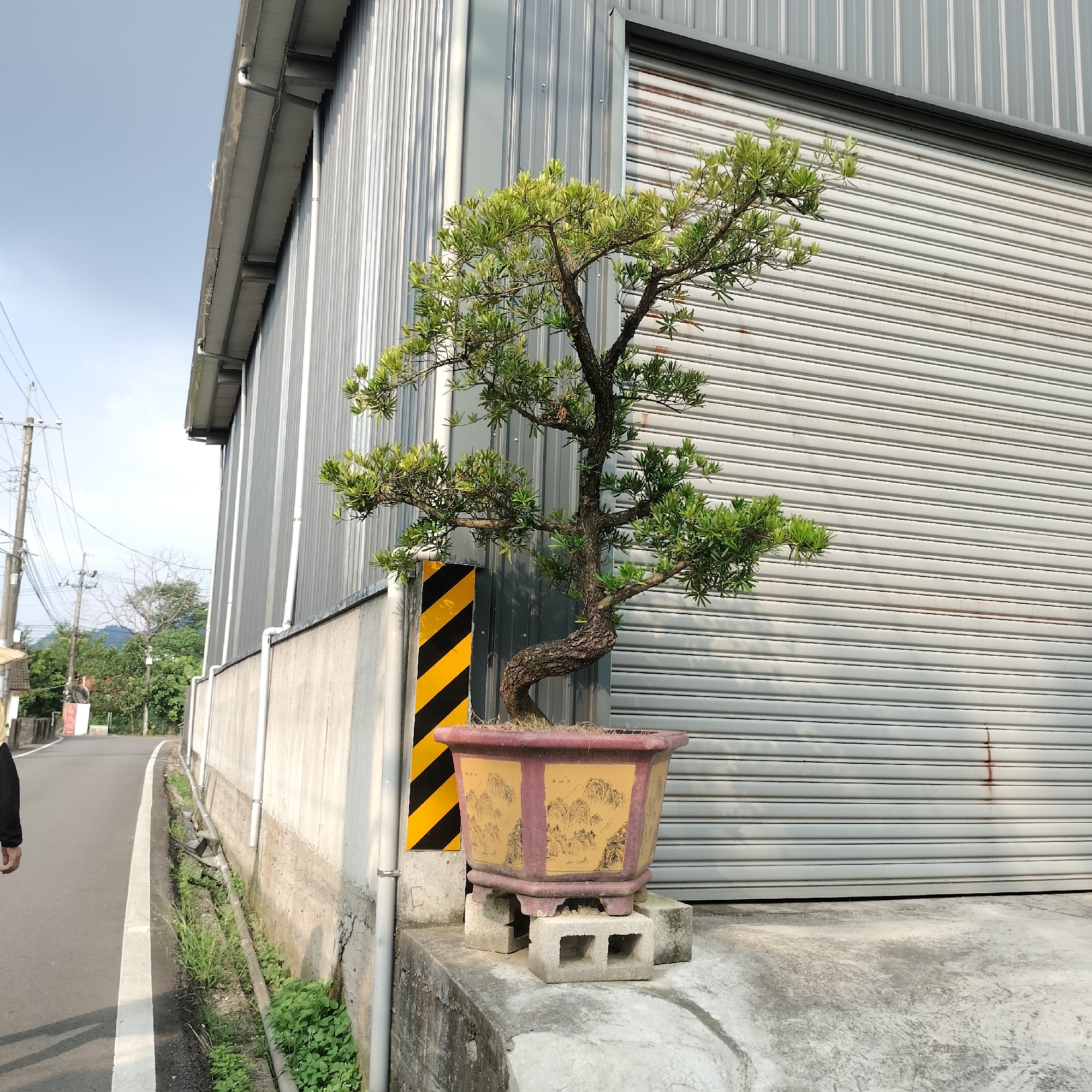 A bonsai tree in a decorative pot sits on concrete blocks in front of a corrugated metal building with a roll-up door, situated along a paved road in Zhushan Township, Taiwan. The bonsai tree has a thick, gnarled trunk and green foliage. The pot is octagonal with a burgundy rim and a beige body decorated with landscape scenes. A black and yellow striped warning sign is positioned to the left of the bonsai. The building appears to be industrial or commercial, with a light-colored, ribbed metal exterior. To the left of the building, a concrete wall runs alongside the road, with green grass and some plumbing visible. In the distance, trees and hills are visible under a clear blue sky. A portion of a person's left leg and arm are visible on the far left of the frame, walking away from the camera on the road. The scene depicts an outdoor setting, likely in a semi-urban or industrial area, with a focus on the bonsai tree as a decorative element against a utilitarian background.