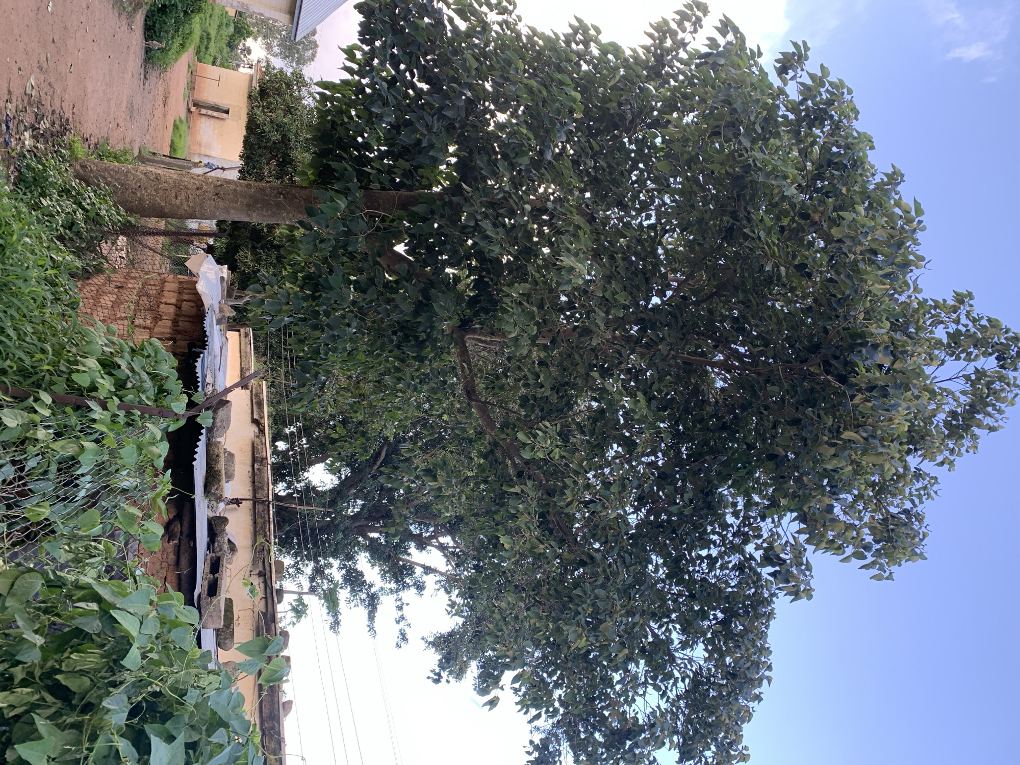A large, leafy tree dominates the foreground of this image, its branches spreading wide. The tree has a thick, textured trunk that is visible on the left side of the frame. Behind the tree, a building with a corrugated metal roof and brick construction is partially visible, with some of its roofline adorned with stones and cement blocks. A wire fence runs across the middle ground, partially obscured by lush green foliage. To the left of the tree, a dirt path curves away into the background, leading towards more buildings with yellow walls and corrugated metal roofs. The sky above is a clear blue with faint clouds. The overall setting appears to be a rural or semi-urban area. The location is identified as Kuru Karama, Nigeria.