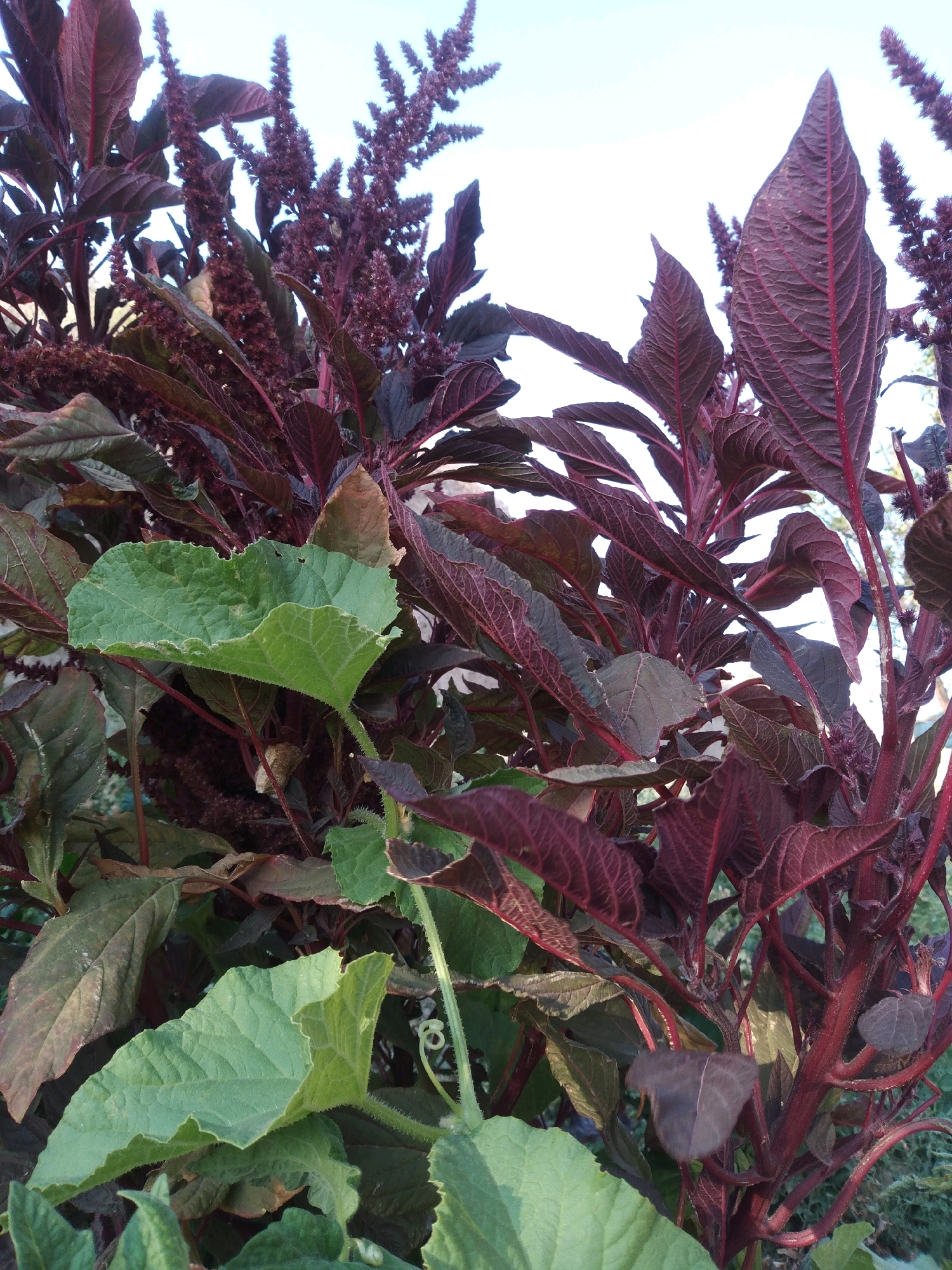 The image shows a close-up of plants, primarily focusing on deep red, leafy stalks and seed heads, interspersed with some vibrant green leaves. The overall impression is of dense foliage with a stark contrast between the red and green elements. The red plants have long, lance-shaped leaves with prominent veins and feathery, spiky flower clusters. The green leaves are broader and have a more textured surface. The background is a bright, overcast sky. The image appears to be taken outdoors, suggesting a garden or natural setting. The specific location in the city of Baki, Uzbekistan, cannot be determined from the visual information provided in the image. There are no people, actions, or interactions visible.