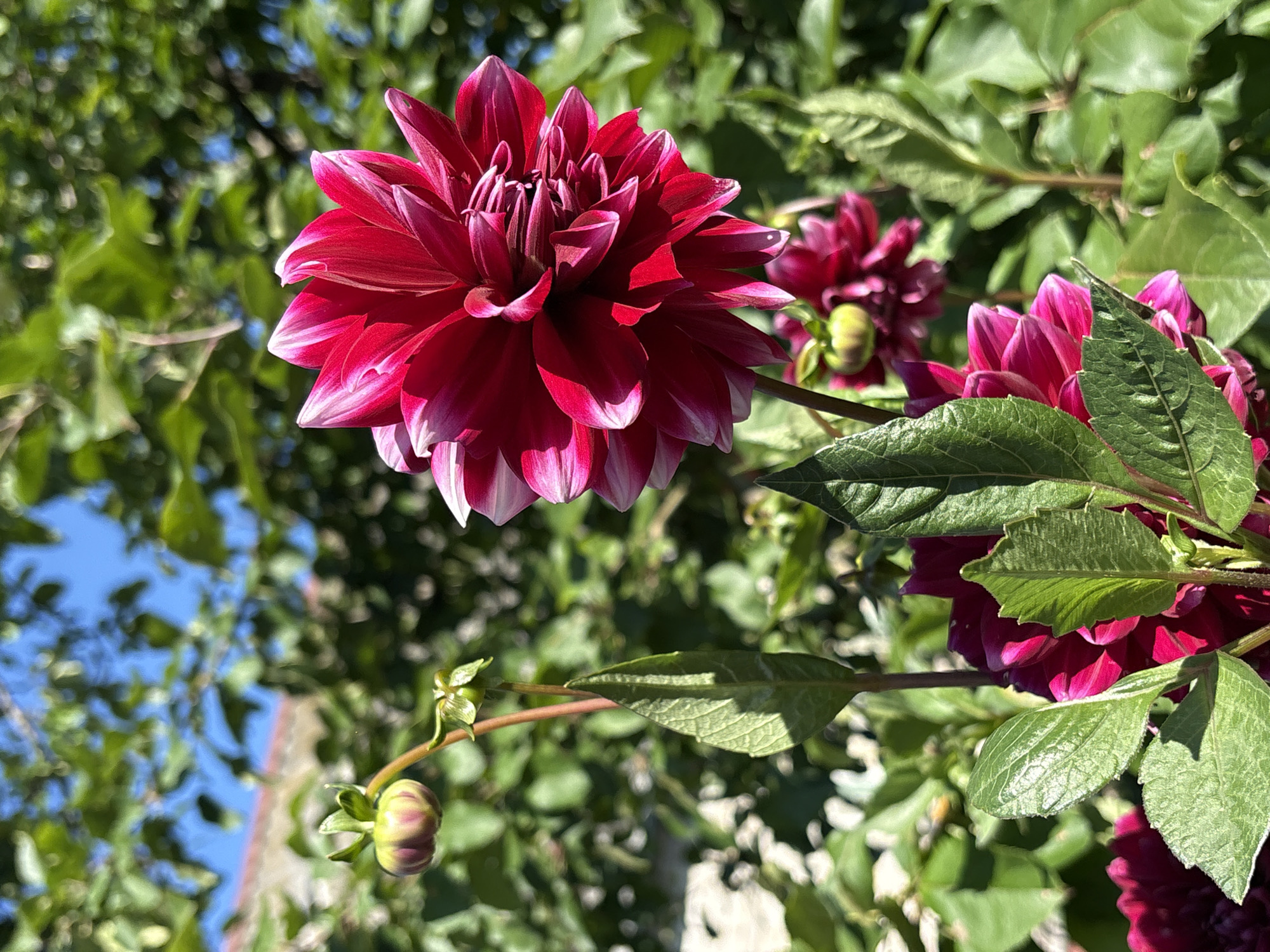 A vibrant close-up shot captures a cluster of dahlias in full bloom, bathed in bright sunlight. The main subject, a large dahlia with deep red petals tipped in white, is positioned in the upper right quadrant of the frame, its intricate layers a testament to nature's artistry. To the left and lower right, other dahlias in various stages of bloom, along with their buds, add depth to the composition. Lush green leaves and stems fill the foreground and mid-ground, creating a textured backdrop. In the background, out-of-focus green foliage and a hint of a building with a red roof suggest a garden setting. The clear blue sky peeks through the leaves, indicating fair weather. The image appears to be taken in a residential garden in Overyata, Russia, evident from the architecture and the common garden flowers.