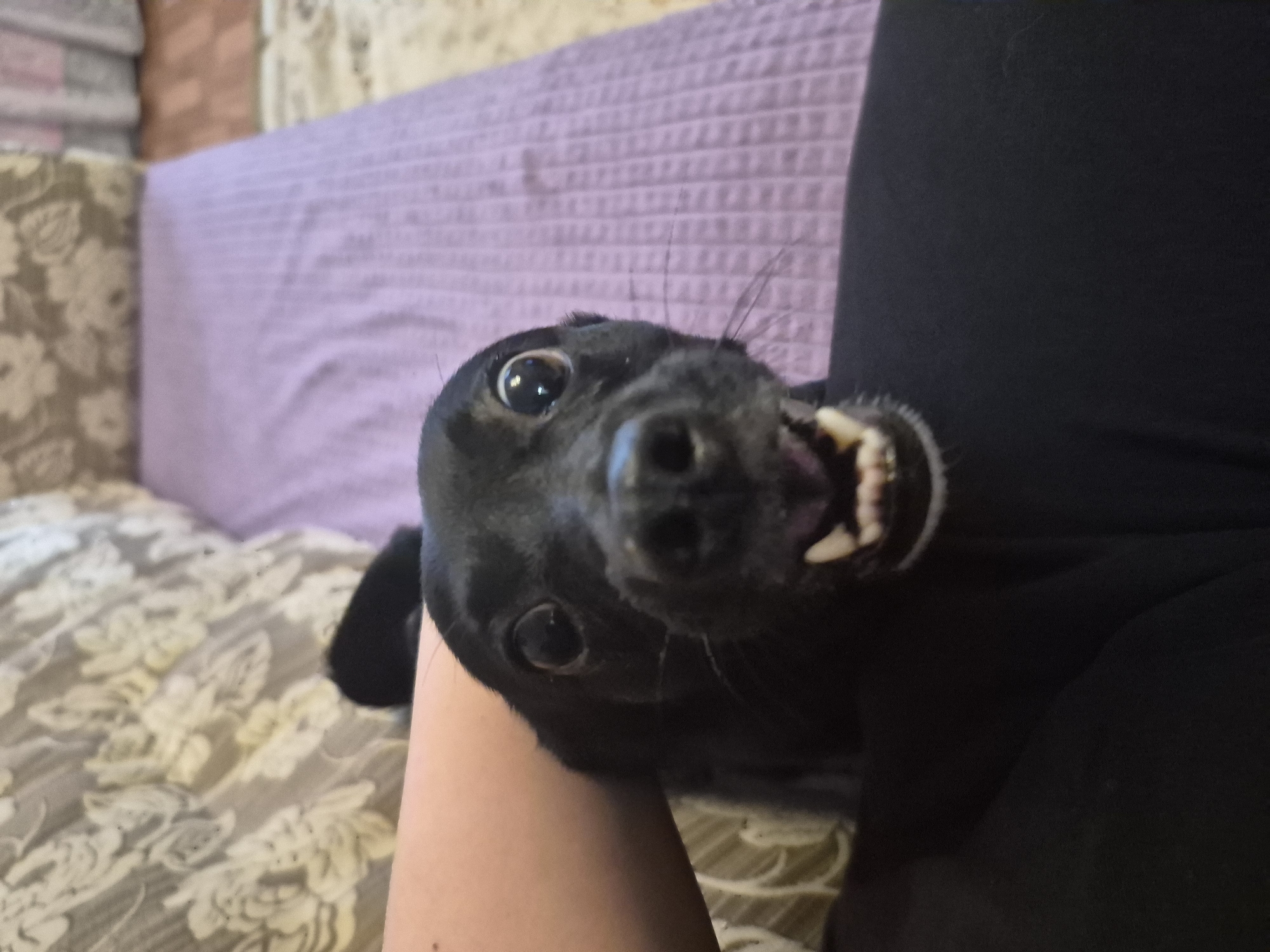 The image captures a close-up, slightly tilted view of a black dog interacting with a person indoors in Tobolsk, Russia. The dog is the central subject, positioned low in the frame, looking directly towards the viewer with wide, round eyes and an open mouth, revealing its teeth. Its expression suggests excitement, playfulness, or perhaps a moment of surprise. Whiskers are visible around its snout.
The dog's head is resting on or very close to a person's light-skinned arm, which is visible on the left side of the frame. A dark, solid-colored fabric, likely clothing on the person, is visible on the right side, partially obscuring the dog's body.
The background consists of household furniture. Directly behind the dog's head is a textured, light purple fabric, likely a sofa throw or blanket. Below the dog, and extending to the left, is a sofa or bed covered in a patterned fabric, possibly floral or damask, in shades of cream and light brown. The lighting indicates an indoor setting. There is no visible text in the image. The overall impression is one of a candid, lively moment between a pet and its owner.