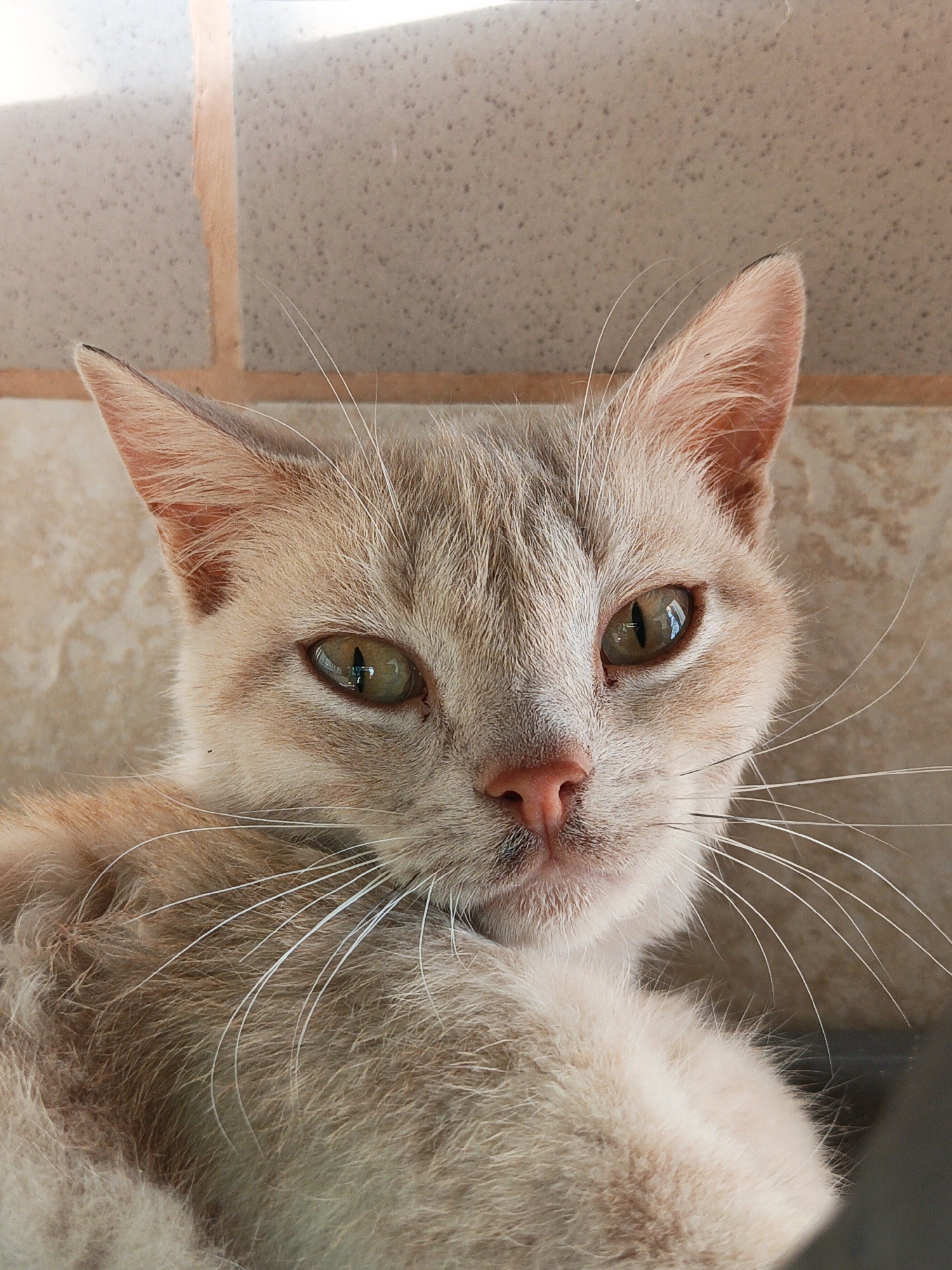 A close-up portrait features a domestic cat with light cream and tan fur, exhibiting subtle tabby markings on its forehead and a pink nose. Its green-amber eyes, characterized by vertically slit pupils, gaze directly forward; a distinct reflection of an individual holding a camera is visible within the cat's left eye (viewer's right). Numerous long, white vibrissae extend prominently from both sides of its muzzle. The cat's partially visible body suggests a recumbent position. The background consists of light-colored, speckled ceramic tiles, displaying both horizontal and vertical grout lines, indicative of an indoor or shaded outdoor environment. This image was captured in Терновский округ, Ukraine.