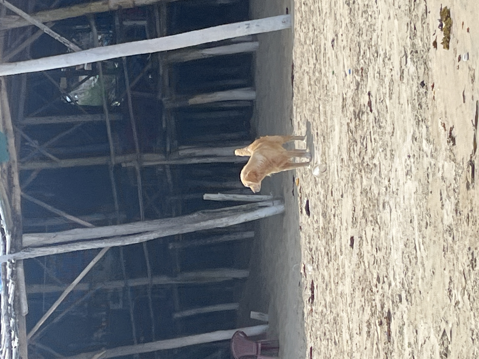 A medium-shot, eye-level, outdoor, daytime image captures a golden-colored dog standing on a sandy beach. The dog is positioned in the center of the frame, facing right, with its tail held up. In front of the dog, on the sand, is a white, round object, possibly a ball. Behind the dog, the beach continues towards a dark, rustic, wooden structure that appears to be built on stilts. This structure has multiple vertical wooden posts and horizontal beams, with a dark interior. To the far left of the frame, a red chair is visible near the wooden structure. The sand is mostly clean, with some scattered debris, including small pieces of seaweed and what appear to be discarded plastic items. The lighting suggests a bright, sunny day. The location is identified as Cam Lâm, Vietnam.