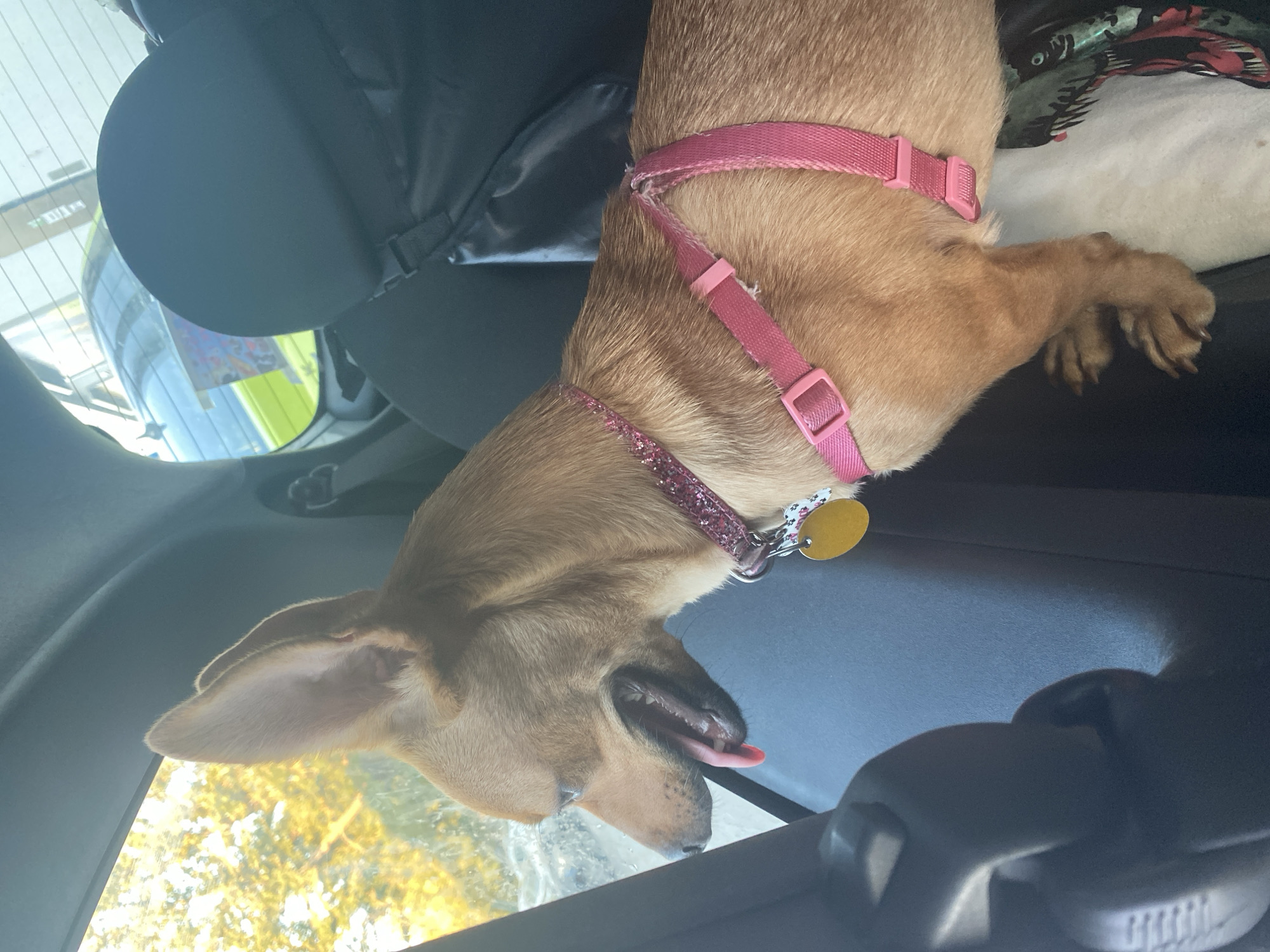 A tan dog with large ears wears a pink glitter collar and a pink harness. The dog is looking out a car window. The interior of the car is visible, including black seats and parts of the window frame. Outside the window, trees with yellow leaves and another vehicle can be seen. The image appears to have been taken during the daytime. The location is not discernible from the image.