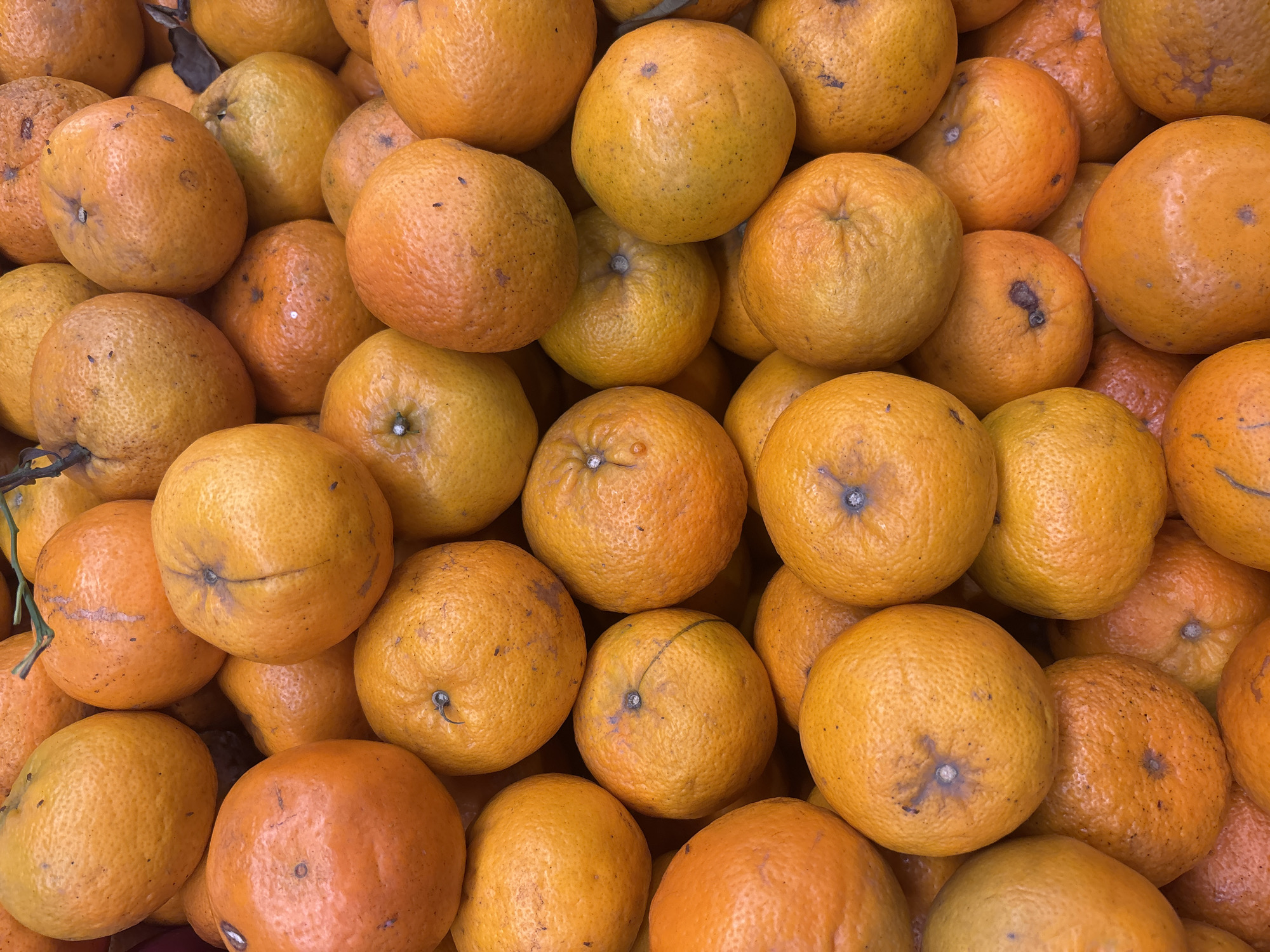 A close-up, top-down shot displays a pile of oranges. The oranges are a vibrant orange hue, some with slight variations in color from yellow to a deeper orange. They appear to be fresh and whole, with visible skin texture and some showing faint blemishes or stem marks. The lighting suggests an outdoor or well-lit indoor environment, highlighting the glossy sheen of the fruit. The background is filled with more oranges, creating a dense, textured composition. No people or discernible environmental context outside of the fruit pile are visible. There is no information available about the specific location within North Jakarta, Indonesia.
