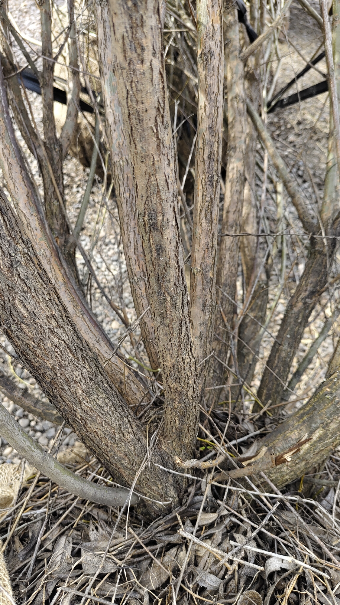 This close-up image depicts the base of a dense, multi-stemmed woody plant, likely a shrub or small tree, in a natural setting. Several main stems, varying in thickness, emerge from the ground and extend upwards, partially obscuring the background. The bark on these stems is textured and rough, displaying shades of brown and gray with visible cracks and ridges. Numerous thinner branches and twigs intertwine between the main stems, creating a dense, tangled appearance.
The ground around the base of the plant is covered with a layer of dry, fallen leaves and small, brittle twigs. In the background, visible through the gaps in the branches, is a lighter-colored surface, appearing to be gravel or small stones. The lighting suggests it is daytime, with clear illumination highlighting the textures of the bark and the ground cover. There are no people, visible activities, or discernible text in the image. The scene conveys a sense of wild, untended growth, typical of an outdoor environment. The location is Krasnoyarsk, Russia.