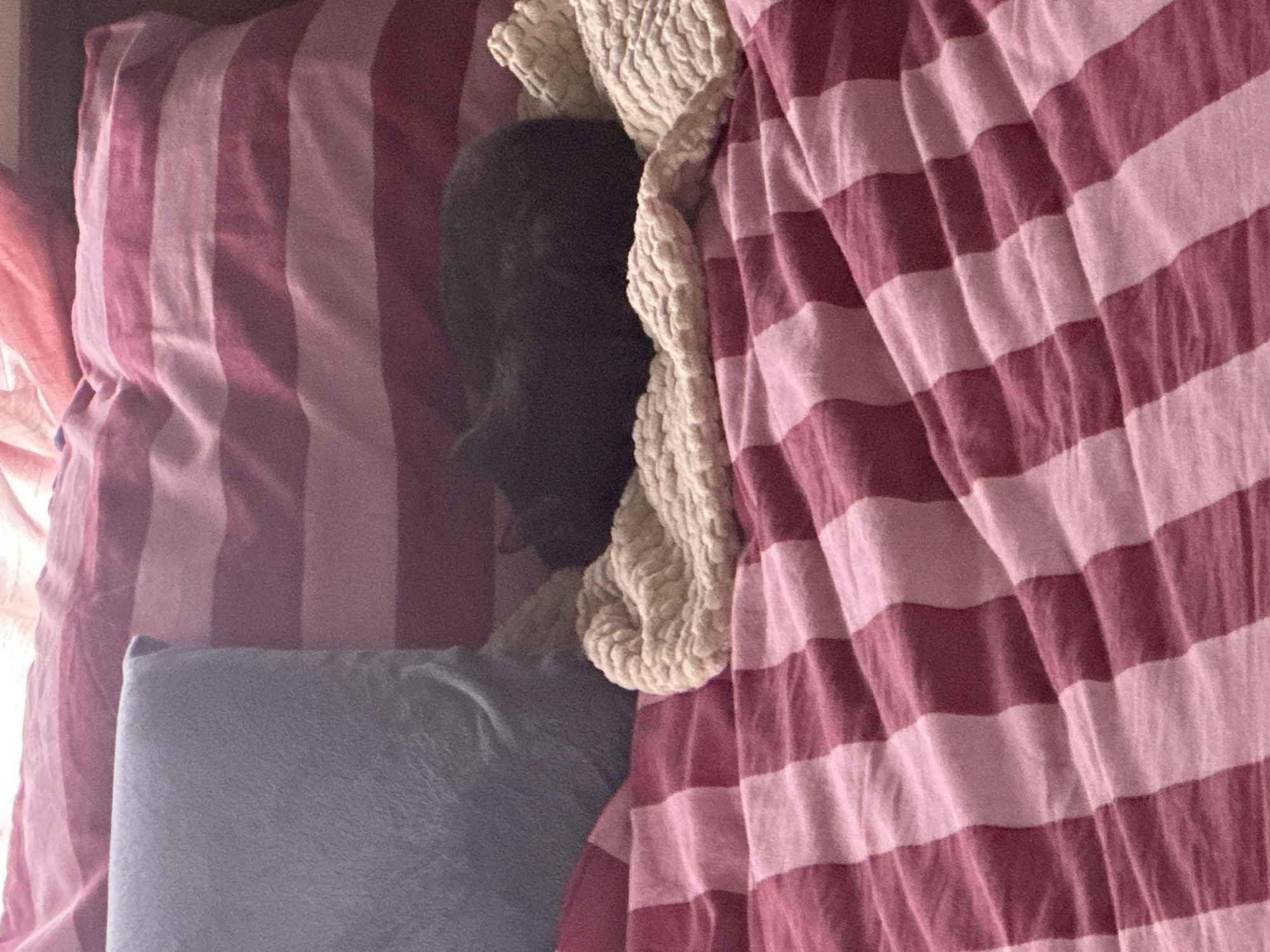 A black cat is curled up sleeping on a bed covered with pink and white striped bedding. A blue pillow is to the left of the cat. There is also a textured light-colored blanket or throw on the bed. The scene appears to be indoors, likely in a bedroom. The location is not specified in the image.