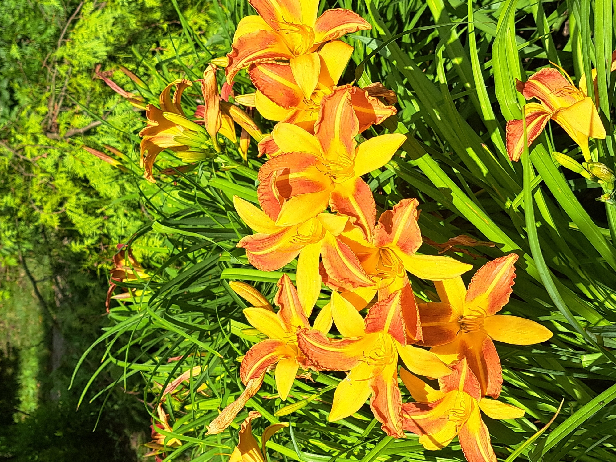 The image shows a cluster of bright orange and yellow daylilies in bloom, set against a background of lush green foliage. The flowers are the primary focus, with their petals unfurling and displaying intricate patterns of color. Sunlight filters through the leaves, creating dappled light and shadow effects. The surrounding vegetation appears healthy and vibrant, suggesting a well-maintained garden or natural setting. The scene conveys a sense of natural beauty and tranquility. The image does not depict any people, actions, or interactions. The location in the city of Kalinka, Russia, is not visually discernible from the image itself.