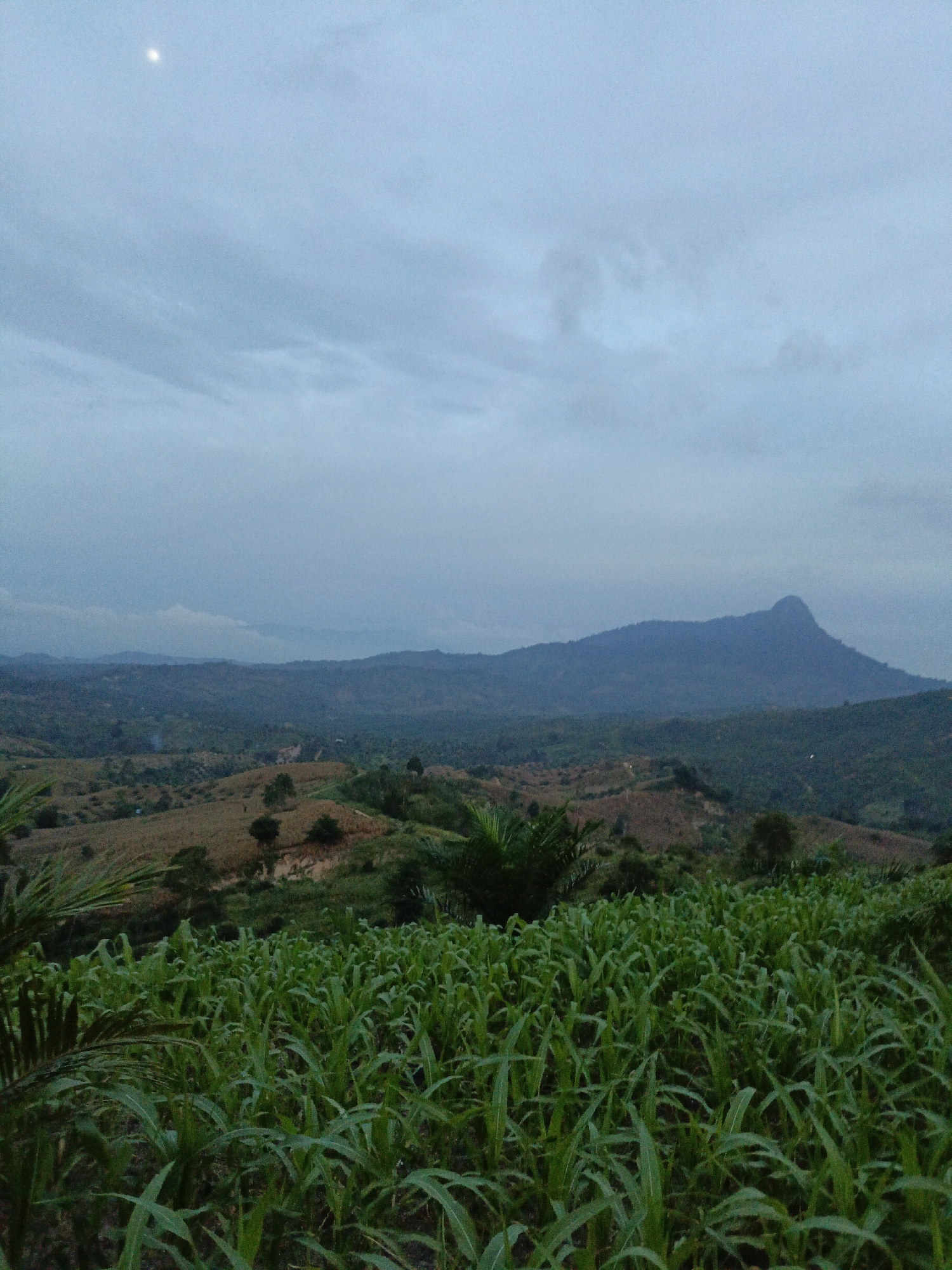 The image depicts a serene rural landscape under a cloudy sky, possibly at dawn or dusk, with a faint crescent moon visible in the upper left corner. The foreground is dominated by a lush green field of young crops, likely corn, with their broad leaves filling the lower portion of the frame. Beyond this field, rolling hills stretch into the distance, displaying a mix of cultivated land and dense vegetation. Some areas of the hills appear to be dry or fallow, with patches of brown earth and scattered trees. In the far background, a prominent, distinctive mountain with a sharp peak rises against the muted sky. The overall impression is one of natural beauty and agricultural activity in a somewhat remote, undeveloped area. The scene is tranquil and evokes a sense of peaceful rural life.