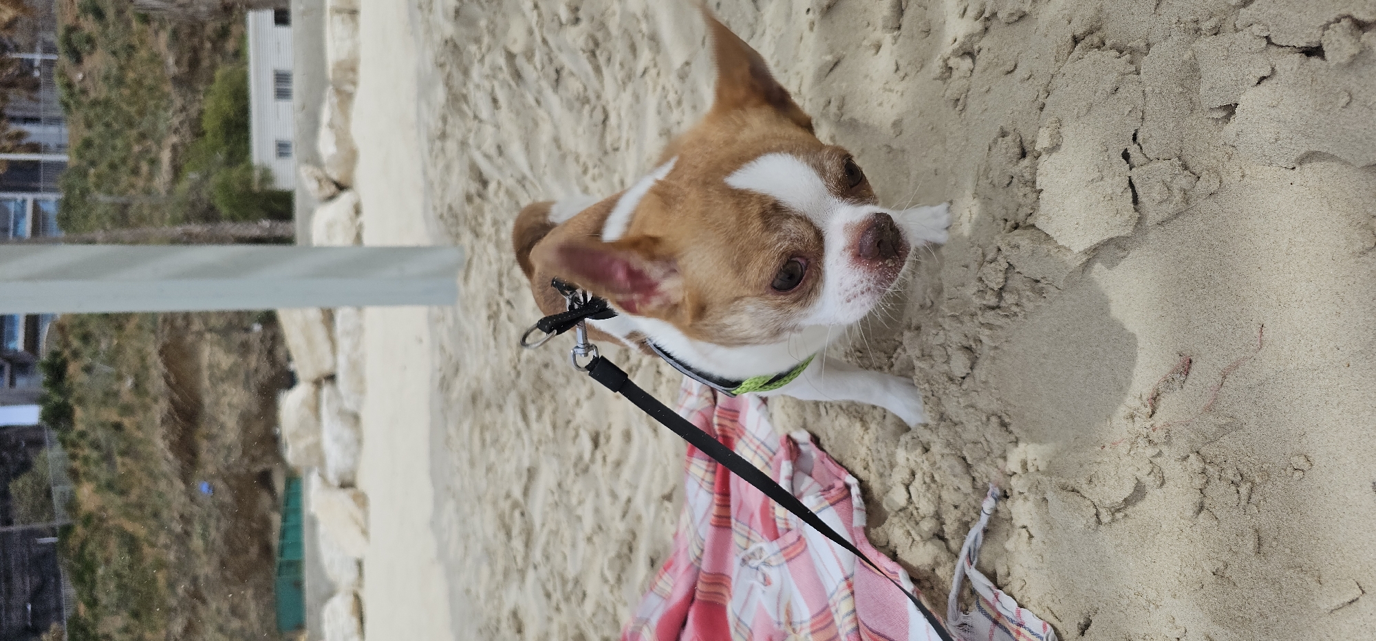 A small, brown and white dog with a black leash is standing on a sandy surface, possibly a beach. The dog has a green harness and is looking up towards the camera. A partially visible plaid towel is nearby on the sand. In the background, there is a blurred landscape of vegetation, buildings, and a white pole-like structure, suggesting an urban or coastal area. The image is slightly tilted. The location is Unknown, Unknown.