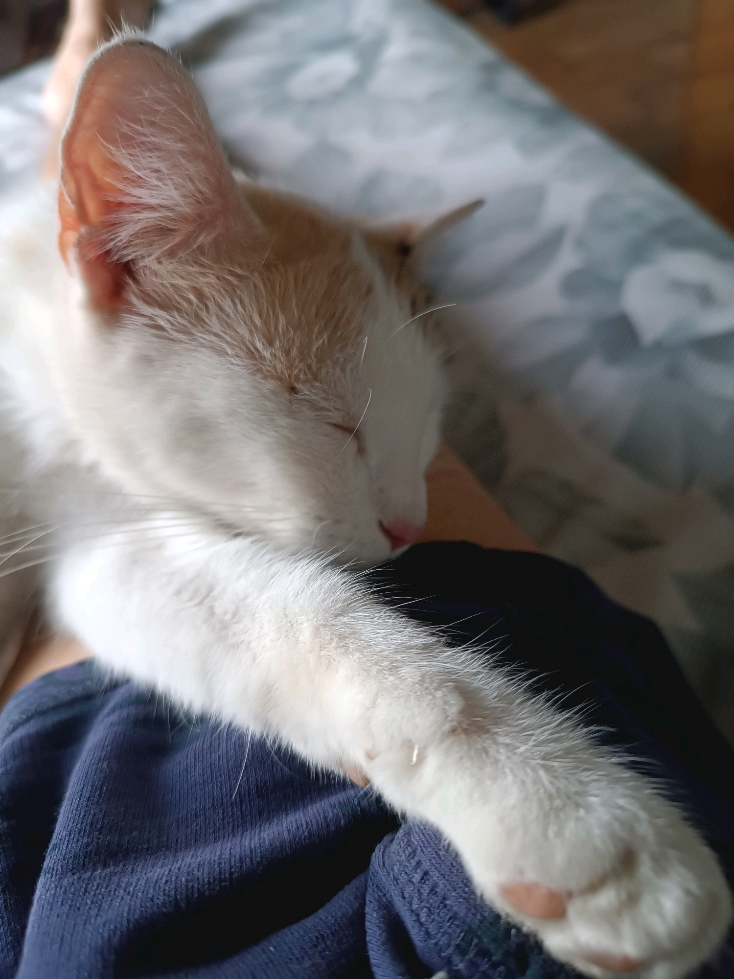 The image depicts a close-up view of a white and orange cat sleeping on a dark blue fabric, likely a blanket or clothing. The cat's head is resting, and its eyes are closed. One of its front paws is extended, resting on the fabric. The background is blurred, showing a patterned surface that appears to be a bedspread. The lighting suggests an indoor setting. There is no information available regarding the location in Viadana, Italy.