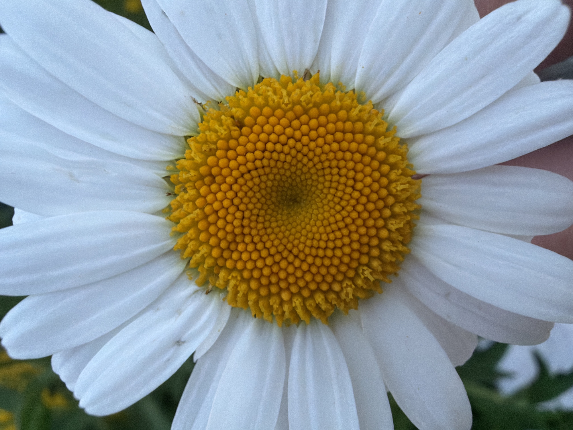 This is a close-up, eye-level, full-frame shot of a daisy. The flower is centered and fills the entire frame. The white petals are sharp and detailed, fanning out from a bright yellow center composed of many tiny florets. The background is softly blurred green foliage with hints of yellow, suggesting a garden setting. There are no people or specific landmarks visible in the image. The location in the city of Chaikovsky, Russia, cannot be determined from the visual information provided in this image.