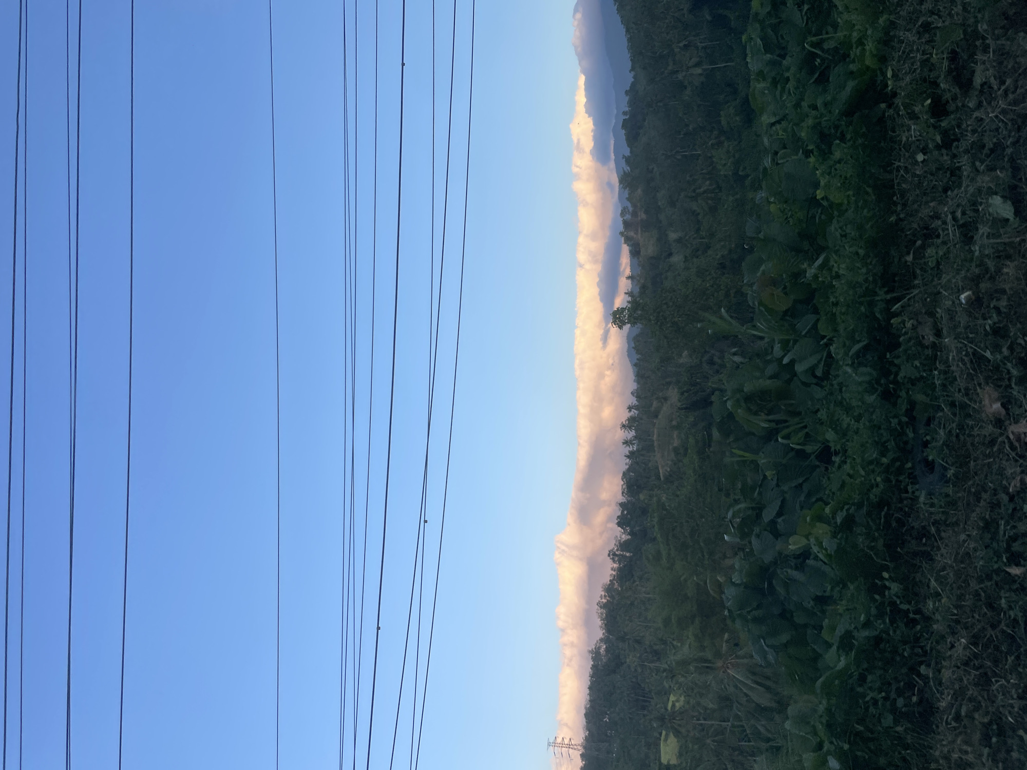 A wide shot captures a tropical landscape under a clear blue sky dotted with power lines. The foreground is dominated by dense, dark green foliage. Beyond this, a rolling hillside is covered in lush, vibrant green trees, some appearing to be palm trees, characteristic of a tropical environment. In the distance, a long band of fluffy white clouds, tinged with pink from the setting sun, stretches across the horizon above the treeline. A solitary, tall metal electrical tower is visible on the left side of the frame, nestled among the trees. The overall impression is of a serene, natural setting with a touch of human infrastructure. This scene could be found in the outskirts of Manado, Indonesia, a region known for its abundant natural beauty and tropical climate.
