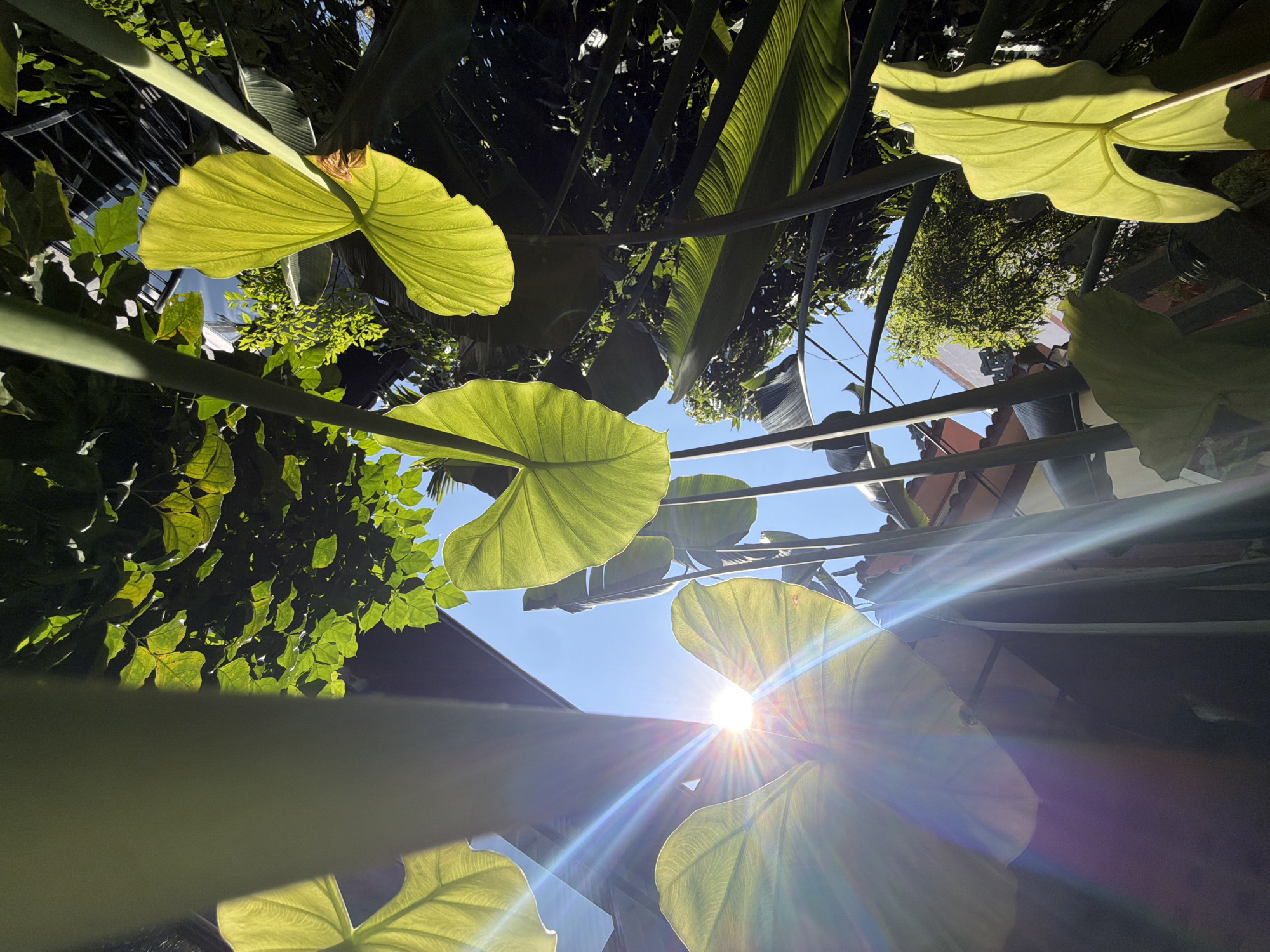 View of the sky from below, likely taken in Đà Nẵng, Vietnam. Large, light-green leaves are in the foreground and partially block the view of the blue sky with the sun shining brightly. The leaves appear to be tropical plants. Some parts of buildings can be seen in the upper right and left corners of the image. There are also some branches from other trees visible.