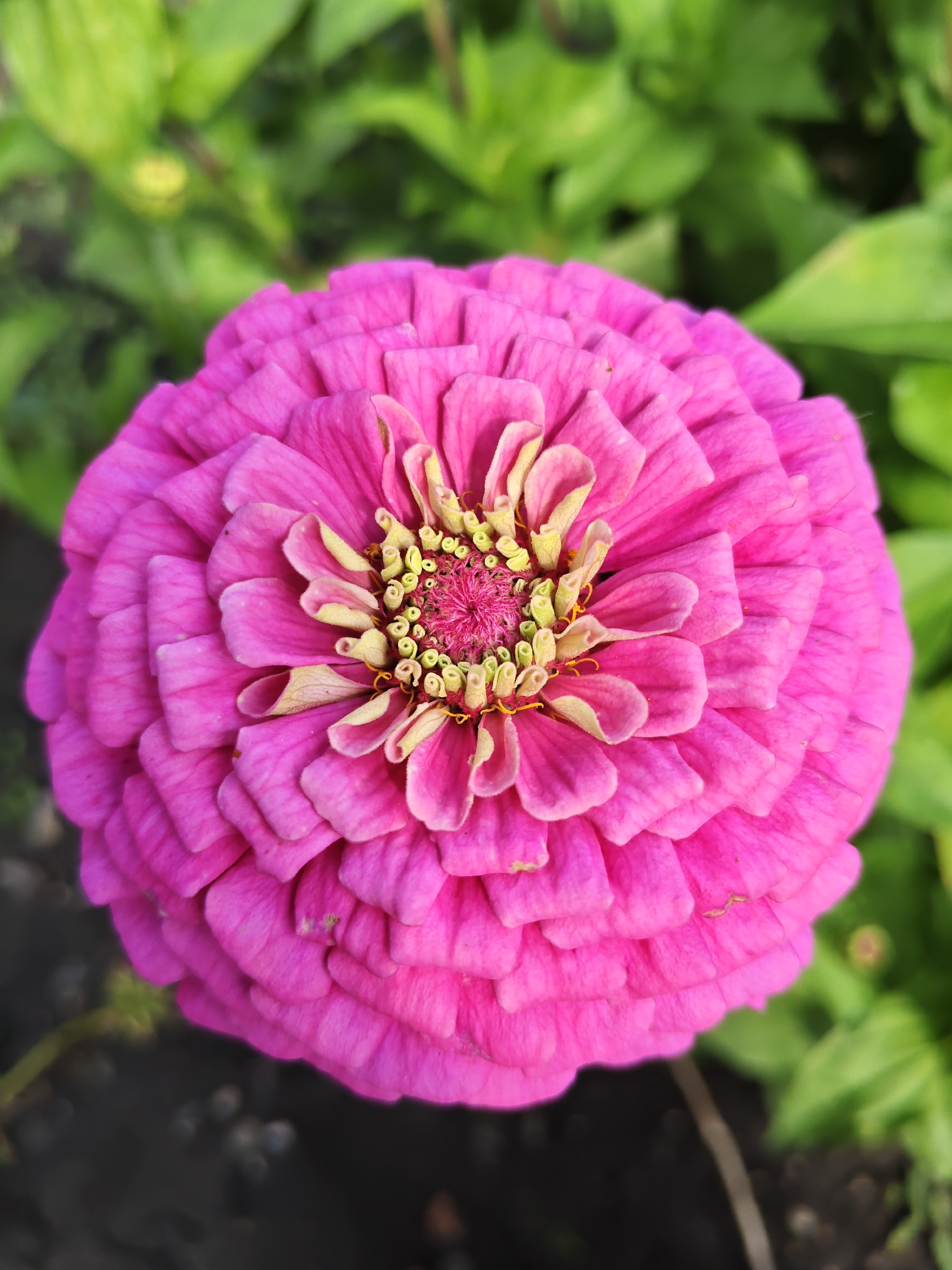 A close-up, high-angle shot captures a vibrant, fully bloomed pink zinnia flower, its petals layered in intricate, concentric circles. The center of the flower reveals a dense cluster of small, yellowish-green florets tipped with faint orange stamens. The flower is positioned centrally against a softly blurred background of green foliage, with dark soil visible at the bottom of the frame. This image was taken in Poretskoye, Russia.