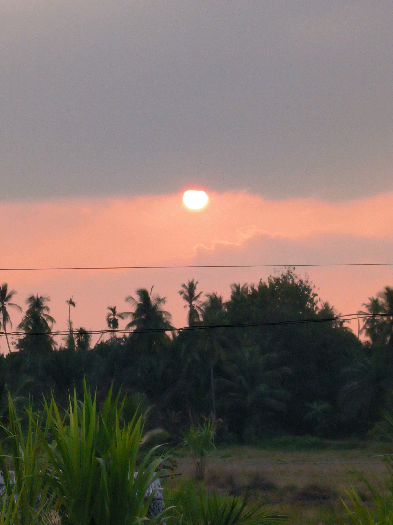 The image depicts a tropical sunset over Lhokseumawe, Indonesia. The sky is a gradient of soft pink and grey, with the sun, a bright white orb partially obscured by clouds, positioned in the upper right quadrant. Silhouetted against the colorful sky is a dense line of palm trees and other tropical vegetation, forming a dark, textured border across the mid-ground. Two thin, dark power lines stretch horizontally across the frame, interrupting the view of the trees and sky. In the foreground, lush green grass and foliage are visible, suggesting a rural or semi-rural setting. The ground beyond the foreground vegetation appears to be dry grass or earth. No people are present in the image, and no specific actions or interactions are depicted. The overall impression is one of natural beauty at dusk.