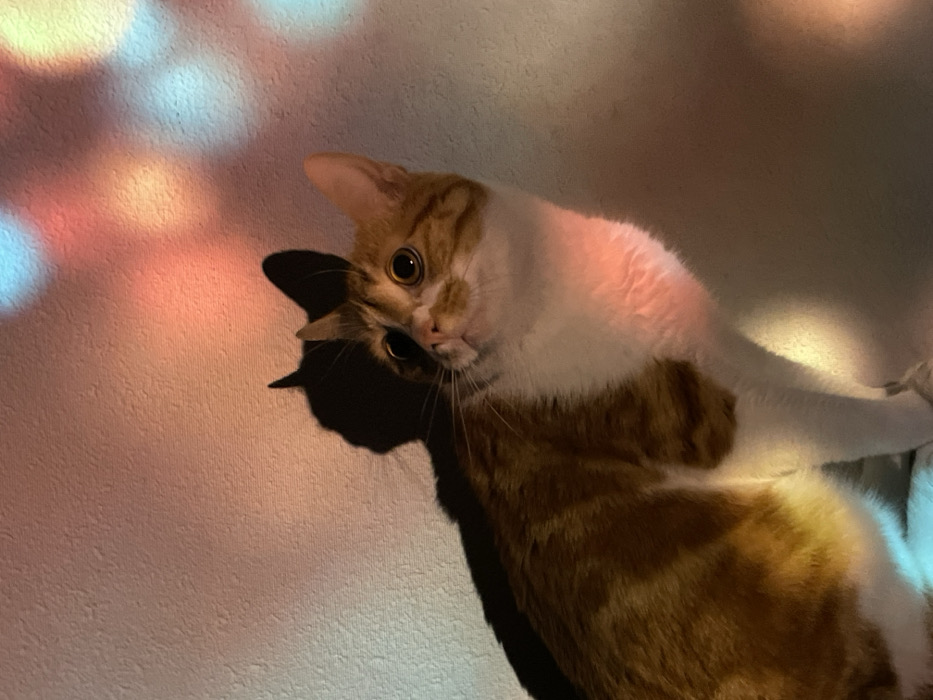 An orange and white cat lies on its side, its head tilted inquisitively towards the viewer. The cat's gaze is direct, and a dark shadow accentuates its profile against the wall. Soft, diffused light in shades of blue, pink, and orange illuminates the left side of the image, creating an ethereal glow on the wall behind the cat. The overall scene has a whimsical and dreamlike quality.