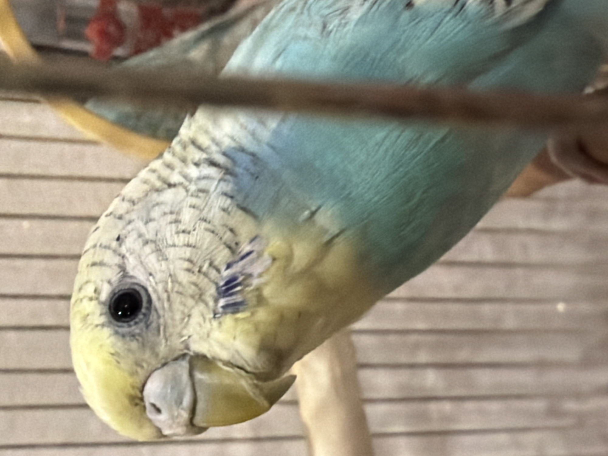 A parakeet, with yellow, white, and blue feathers, is perched on a wooden dowel inside a cage. The parakeet's head is turned to the left, and its eye is visible. The background of the image consists of the cage bars and a blurred red object in the upper right corner. The lighting is soft, and the focus is on the parakeet. The scene is indoors, and no specific location in the city of Unknown, Unknown can be determined.
