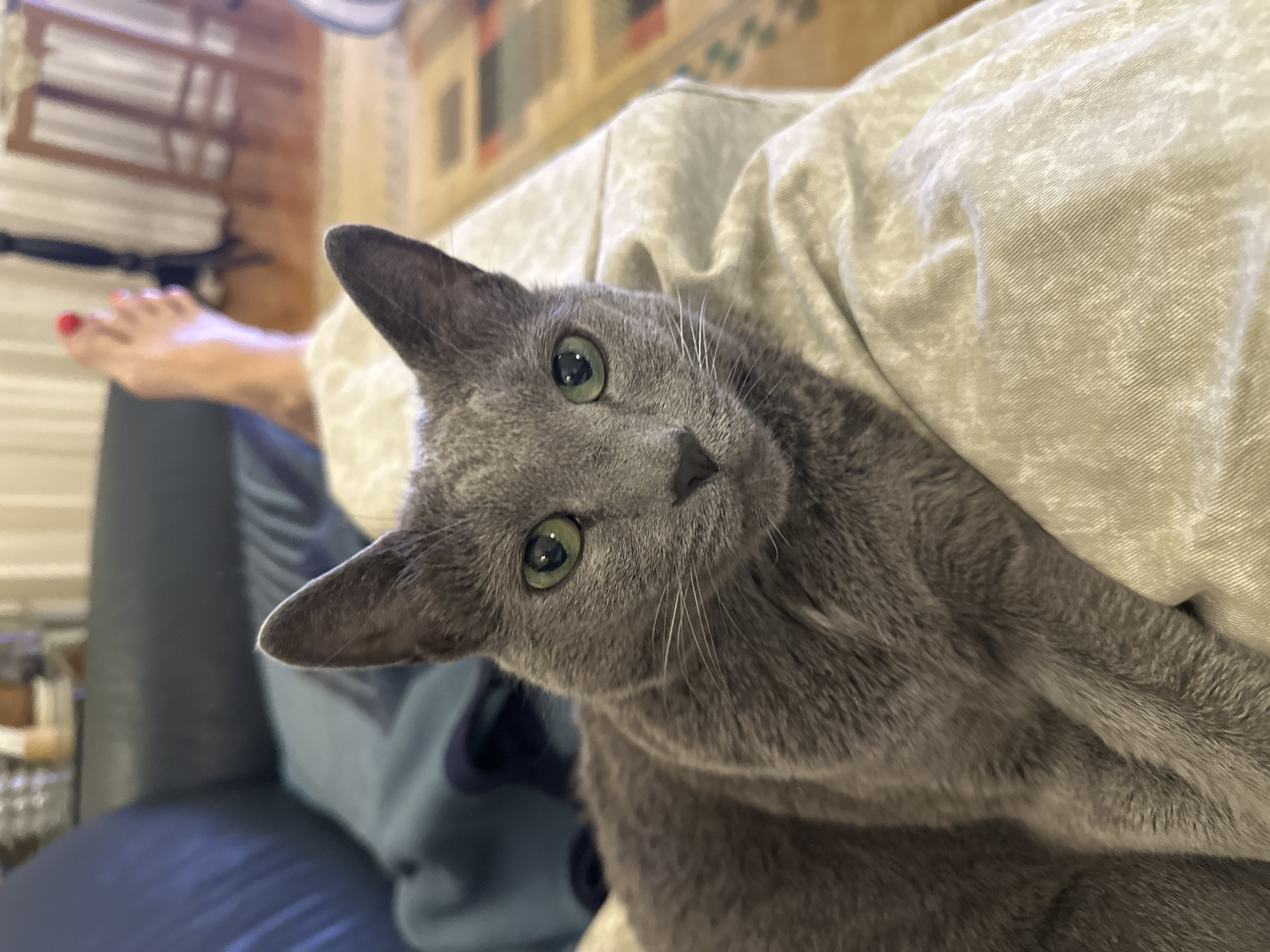 A close-up shot captures a Russian Blue cat with green eyes resting on a cream-colored textured fabric. The cat's head is turned slightly to its left, facing the camera. Its fur is a uniform grey. In the background, out of focus, a person's bare foot with red nail polish is visible, along with a dark blue sofa and a glimpse of a patterned rug and wooden furniture. The lighting suggests an indoor environment, possibly a living room.
