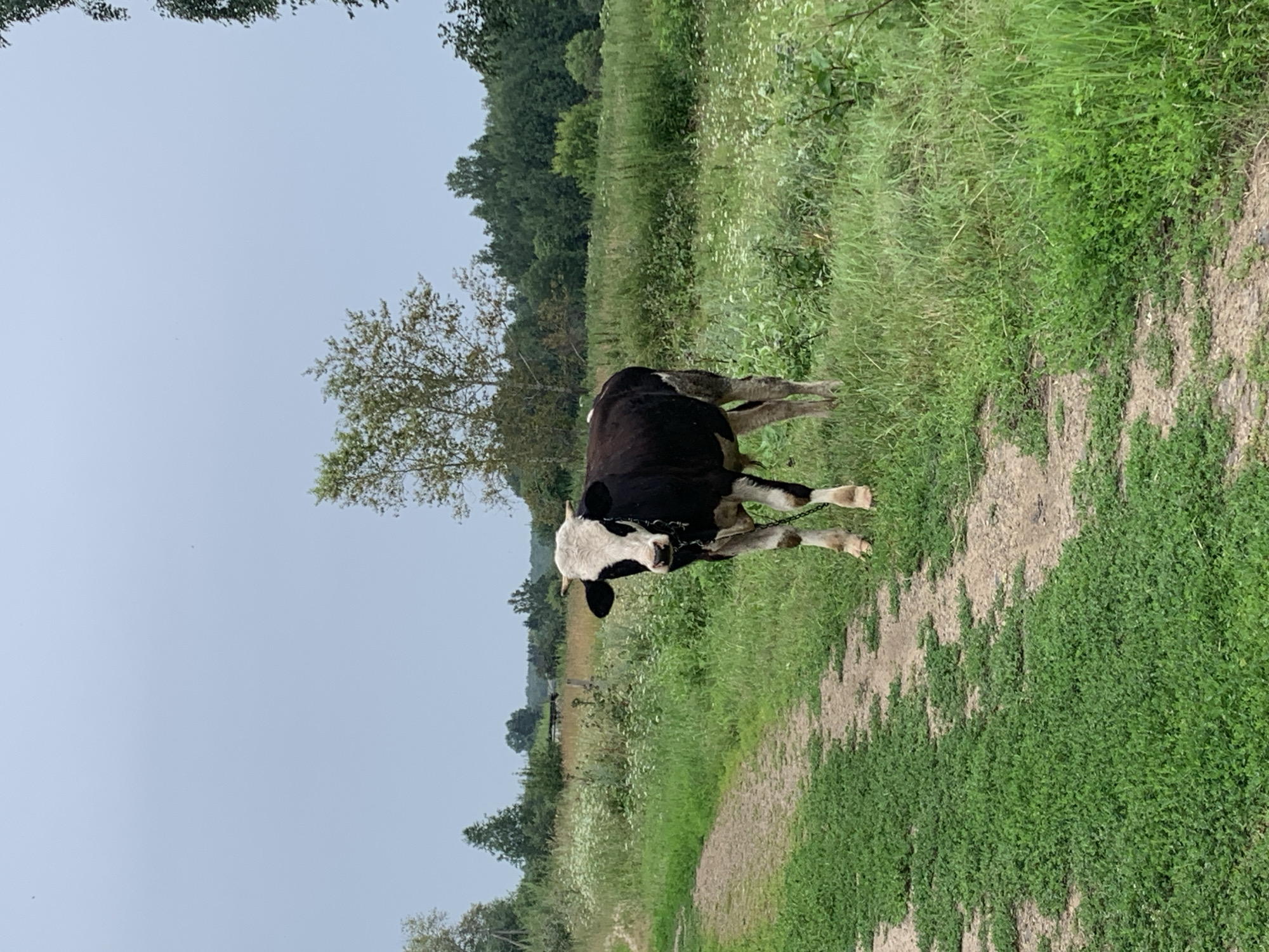 A black and white cow stands on a dirt path in a grassy field. The cow is facing the camera and appears to be tethered by a chain. The field is surrounded by trees and there is a cloudy sky overhead. The location is identified as Mar'evka, Russia.
