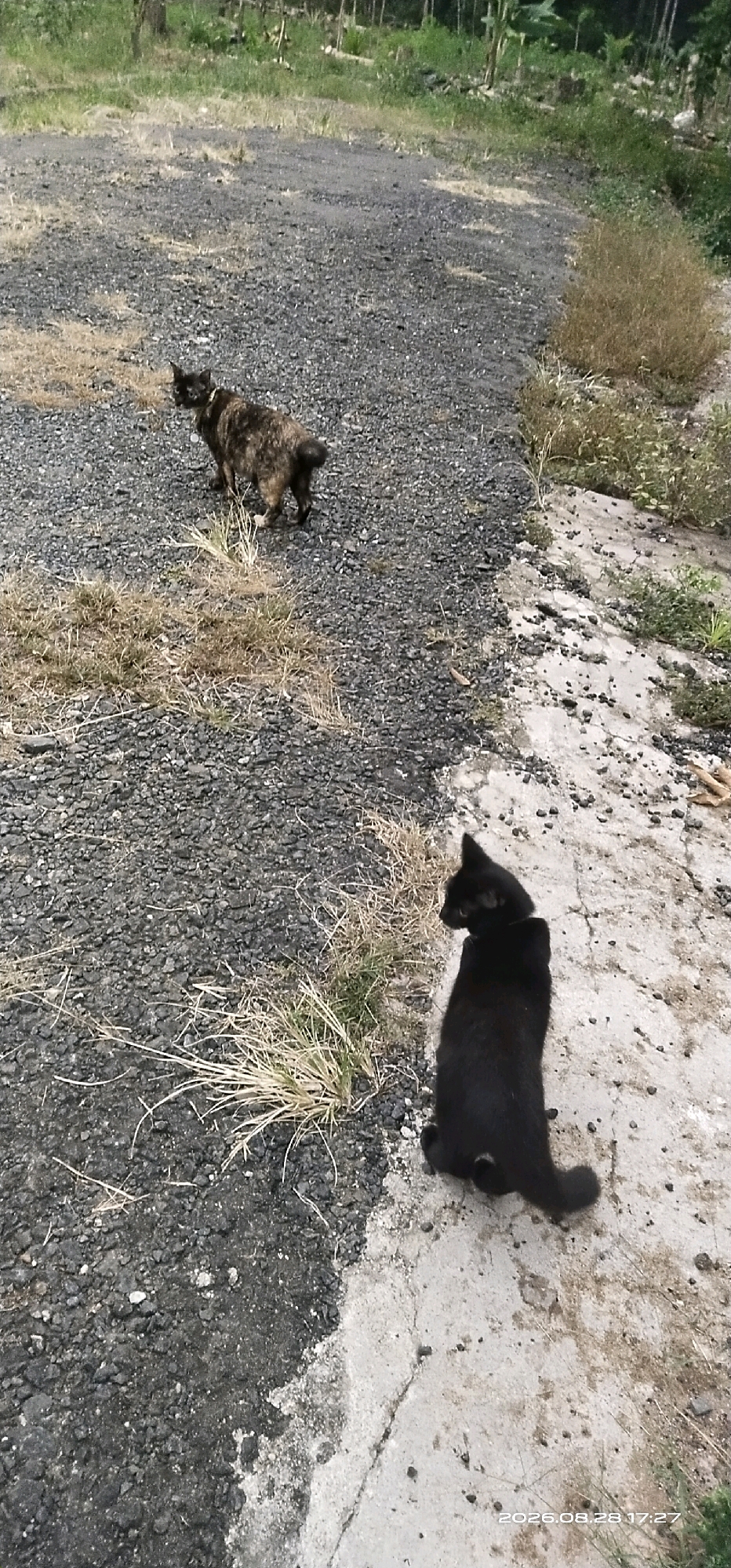 Two cats are present in the image, situated in an outdoor environment. The ground is a mix of gravel and concrete. The cat on the left is a tortoiseshell pattern and is facing left with its head turned towards the camera. It appears to be wearing a collar. The cat on the right is solid black and is facing away from the camera, appearing to be sitting down. The background consists of dry grass, green vegetation, and trees, suggesting a rural or semi-rural setting. The image includes a timestamp in the bottom right corner: "2026.08.28 17:27".