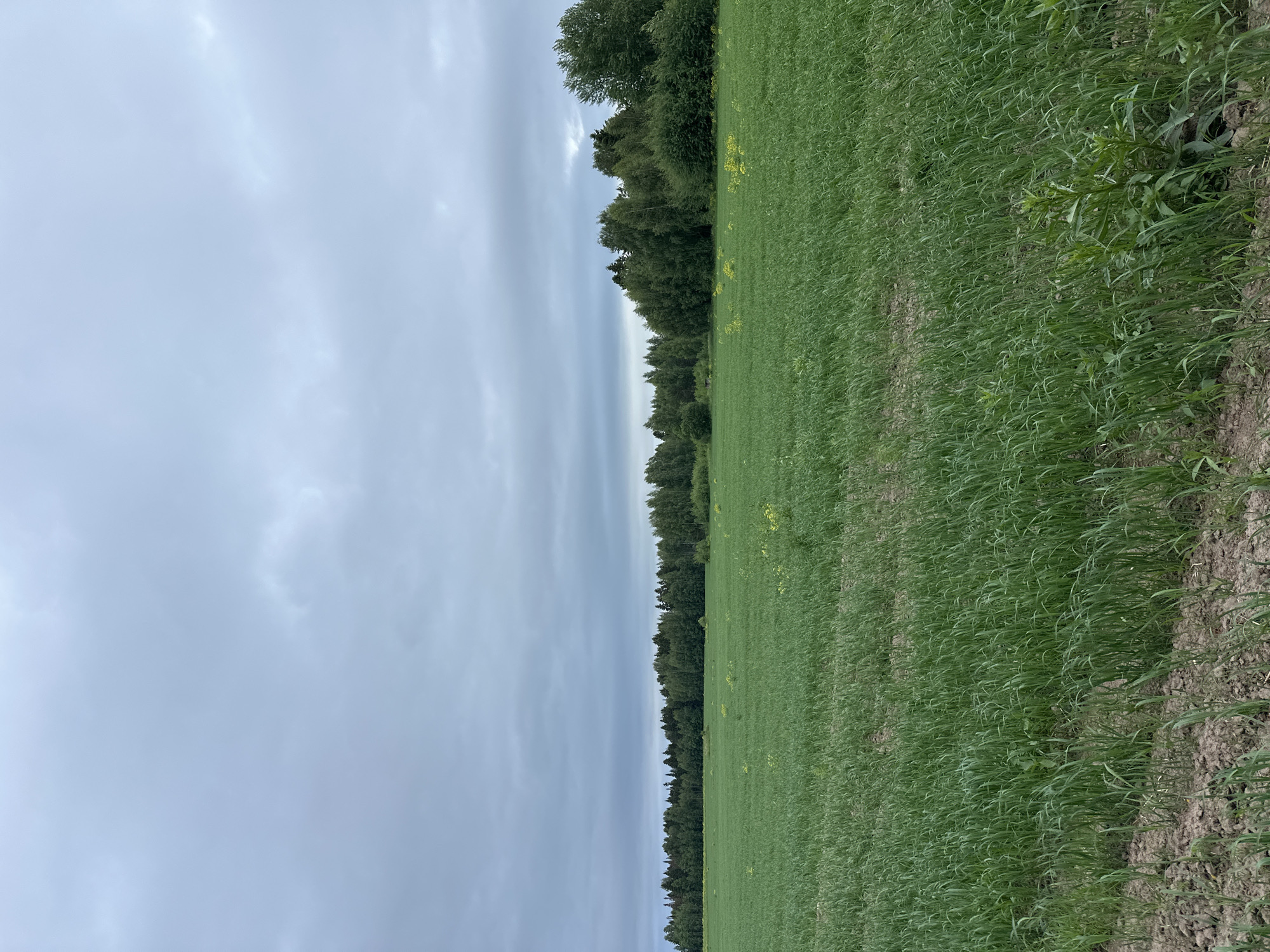 A wide, green field stretches towards a dense line of trees in the distance. The sky above is overcast with a uniform grey cloud cover. The field is planted with a uniform crop of grass or grain, with some scattered yellow wildflowers visible in the mid-ground. The ground in the foreground is dry earth with some sparse vegetation. The scene is a rural landscape, consistent with the location of Shul'dikha, Russia. There are no people or animals visible in the image.