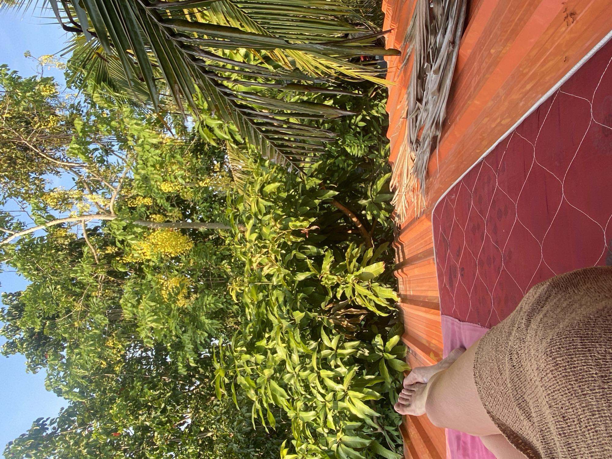 The image captures a serene outdoor scene, likely in a tropical setting such as Baan Tai, Thailand. The primary subjects are the lower legs and feet of a person, resting comfortably. A light brown, woven blanket or towel covers the person's lap, while their bare feet are visible towards the lower left of the frame.
The person appears to be relaxing on a red surface, which could be a cushion, mattress, or mat, detailed with a white net-like pattern. This surface is positioned on an orange, corrugated metal roof, suggesting an elevated viewpoint, possibly from a balcony or rooftop. Scattered dried palm fronds are visible on the roof, blending with the natural environment.
The background is dominated by lush, green foliage, primarily large trees with abundant leaves and some clusters of small yellow flowers or berries, indicative of a vibrant ecosystem. Above and between the trees, a clear, bright blue sky is visible, suggesting good weather and strong daylight. Parts of palm fronds also extend into the frame from the top. The strong natural light indicates it is daytime, possibly morning or late afternoon. There is no visible text in the image. The overall atmosphere conveys relaxation and connection with nature in a warm climate.