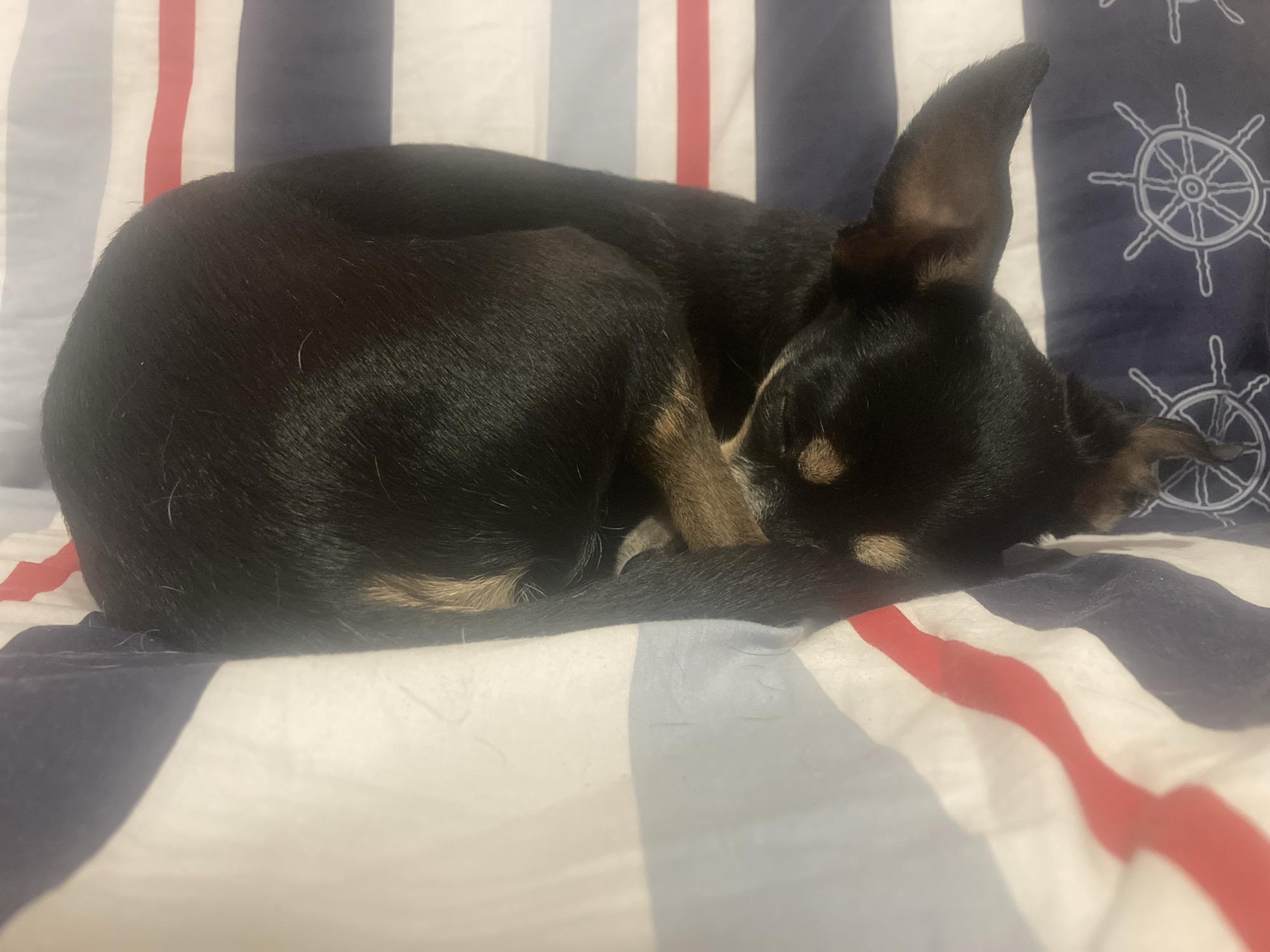 A black and tan chihuahua puppy is sleeping curled up on a striped comforter in an indoor setting. The comforter has vertical stripes of white, red, and dark blue. Some of the dark blue stripes feature a white nautical steering wheel graphic. The puppy's body is mostly black with tan markings around its face and legs. Its ears are large and pointed. The puppy's eyes are closed, and its head is tucked into its body. The image was taken from a slightly elevated angle.