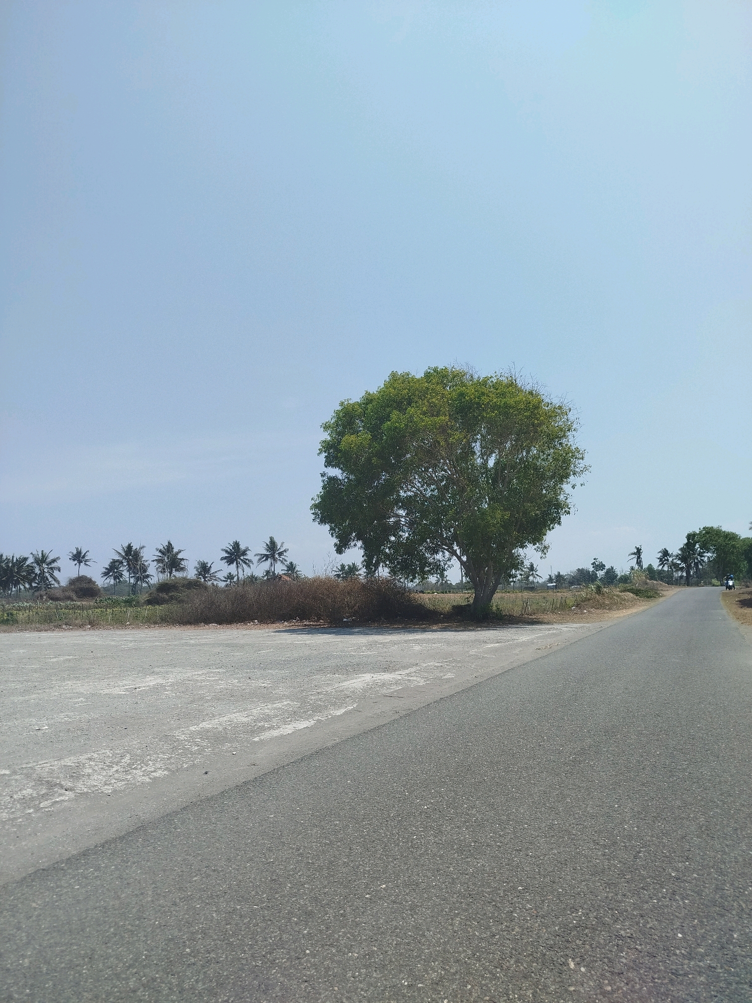 An eye-level, full outdoor shot displays a road stretching into the distance under a clear, pale blue sky. A large, leafy green tree stands prominently on the left side of the frame, near the edge of the road. To the left of the tree, a patch of light-colored, gravelly ground is visible. Beyond the tree, a row of palm trees lines the horizon, interspersed with dry brush and some low vegetation. The road is paved with dark asphalt and has a lighter-colored, worn shoulder. In the far distance, a motorcycle with two riders is visible on the right side of the road. The scene appears to be a rural area in Setrojenar, Indonesia, characterized by the presence of palm trees and a quiet, open road.