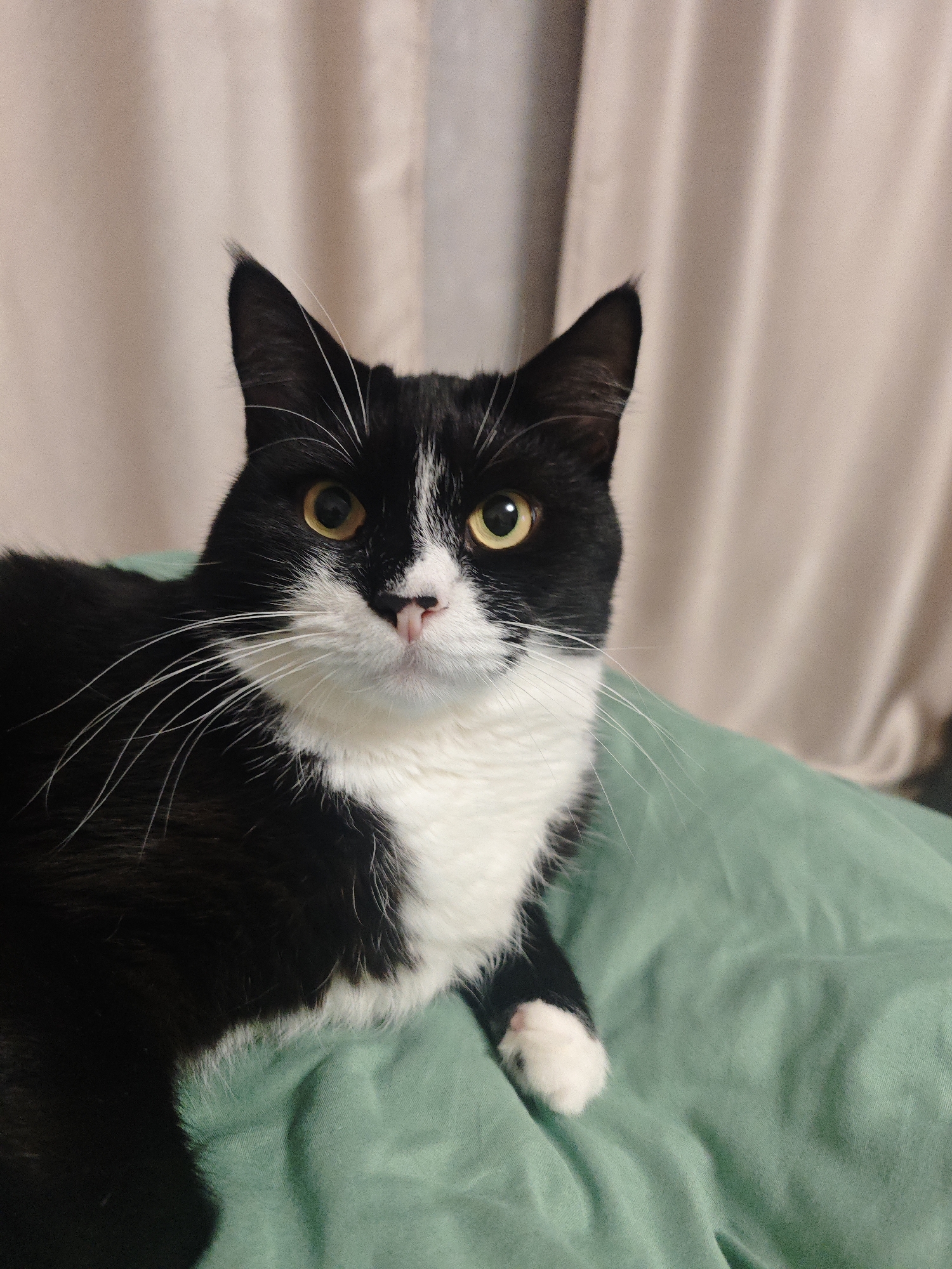 A black and white tuxedo cat is captured in a close-up, eye-level portrait. The cat is positioned on a rumpled, light green fabric surface, likely a blanket or bed. Its gaze is directed towards the viewer, with bright yellow eyes and a pink nose. The cat has a white chest and white paws, contrasted with its black fur. The background consists of softly draped, beige-colored curtains. The lighting is dim, creating a slightly grainy texture in the image. The location is not specified.