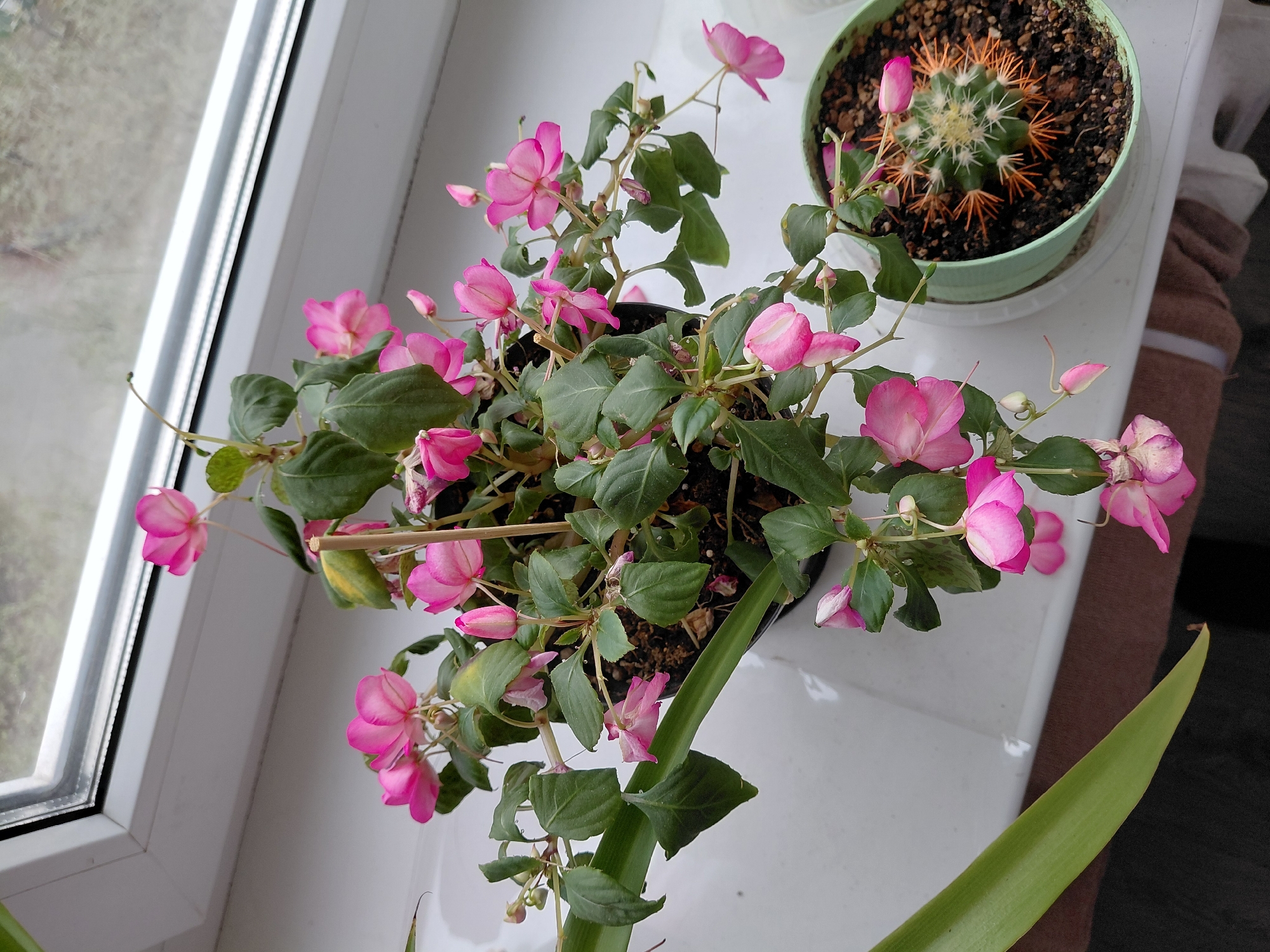 The image captures a still life composition featuring two potted plants on a white window sill, bathed in natural light. The central focus is a lush flowering plant, likely an Impatiens, in a dark pot. It displays numerous vibrant pink flowers, ranging from delicate buds to fully open blossoms, alongside its rich green foliage. A slender wooden stake is used to support some of the plant's stems.
Adjacent to the flowering plant, in a light green pot, sits a small, round cactus. Its green body is adorned with striking clusters of bright orange-red spines.
On the left, a portion of a white PVC window frame is visible, through which a blurry outdoor scene of trees or bushes under an overcast sky can be discerned, indicating daytime. The window sill itself is clean and white.
In the bottom right corner, a long, narrow, bright green leaf, possibly from another plant, extends into the frame. A dark brown, textured object, potentially a folded towel or fabric, is also partially visible on the right side of the sill. There are no people or discernible text in the image. The scene conveys a peaceful indoor botanical setting.