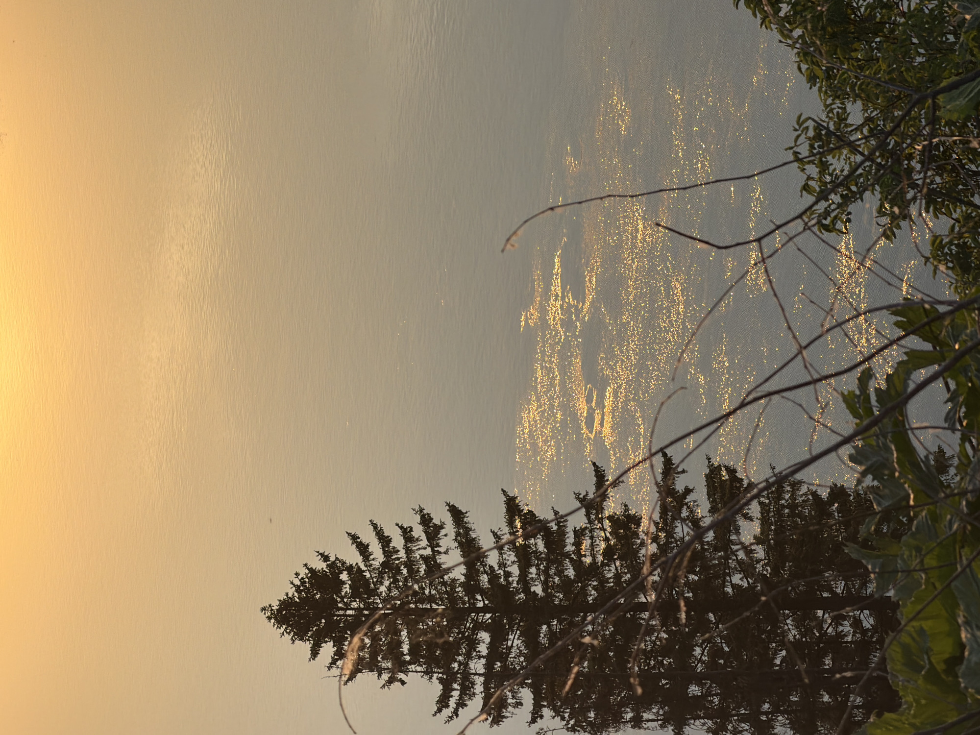 The image shows a scene in Chaykovsky, Russia. The photograph is oriented sideways, with the right side appearing to be the top. The primary subject is a body of water, possibly a lake or river, reflecting sunlight and creating a glittering effect on the surface. Tree branches with leaves are visible on the right side of the frame. The silhouette of a coniferous tree is reflected in the water, taking up much of the bottom part of the image. The background towards the left shows a yellow or pale gradient.