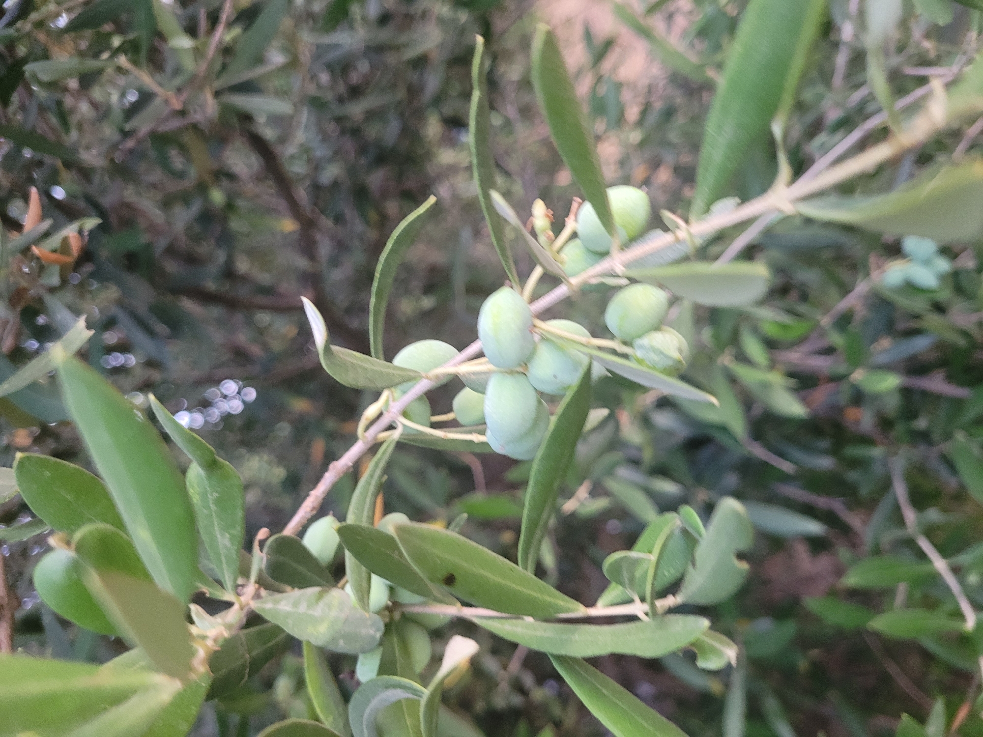 An olive tree branch is captured in detail, featuring several unripe green olives clustered together. The leaves are elongated and pointed, typical of an olive tree. The background is blurred, suggesting a shallow depth of field, with hints of other foliage and out-of-focus circular light sources, possibly bokeh from the environment. The scene is likely outdoors in Kolossi, Cyprus, given the context of olive trees being prevalent in the region. No people or actions are visible; the focus is solely on the natural elements of the tree.