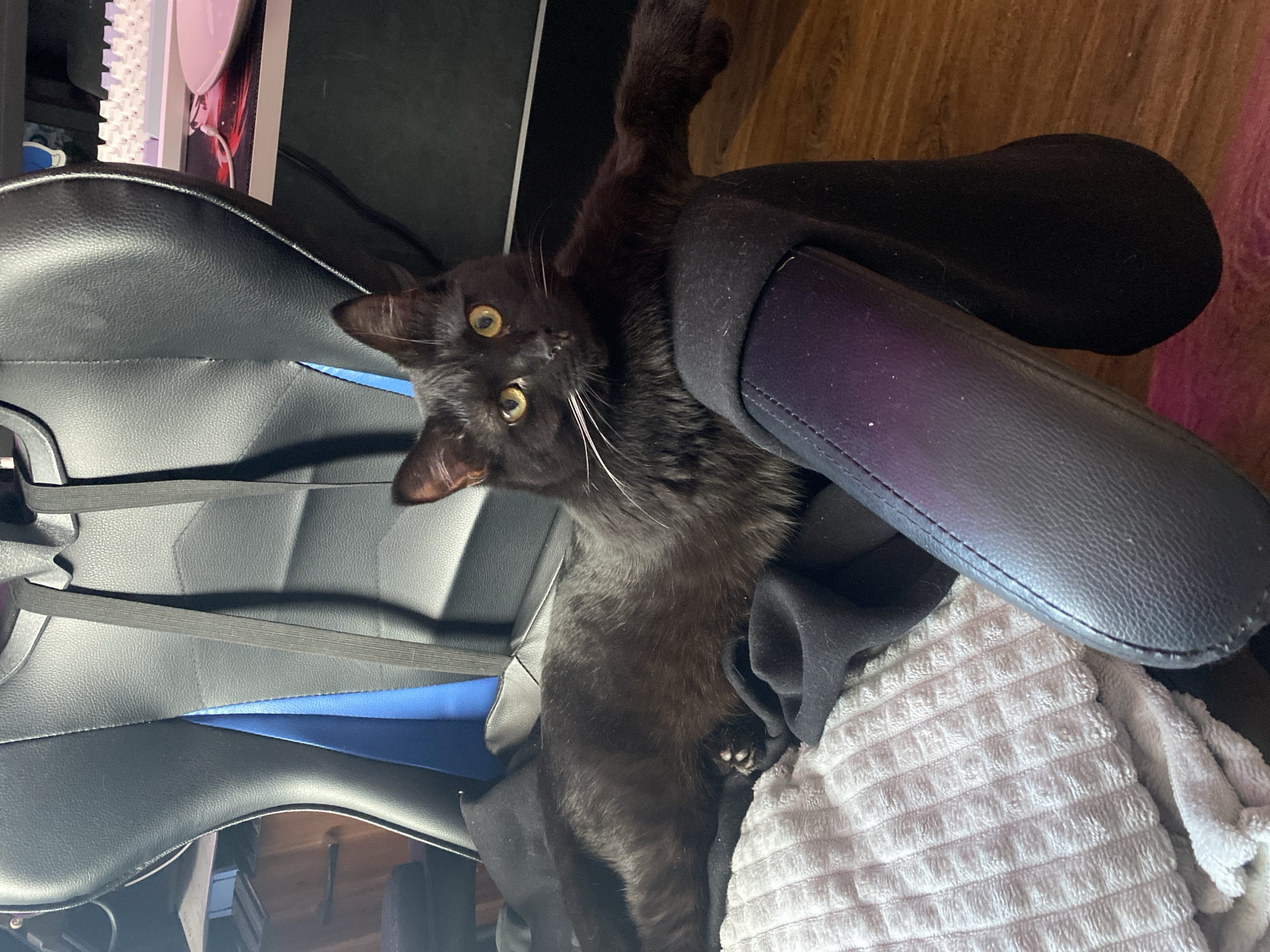 The image depicts an indoor scene. A black cat with yellow eyes and white whiskers is the central subject, resting on a black gaming chair with blue trim and visible straps. The cat is lying on a white ribbed blanket and additional black fabric draped over the chair's seat. Its right front paw extends onto the black armrest. In the background to the right, a white mechanical keyboard, a red and black mousepad, and a light-colored plate or dish are situated on a dark surface. A wooden floor is visible in the lower right. The left background shows indistinct wooden furniture. No human figures are present. The precise location within the city of Izhevsk, Russia, is not identifiable from the visual information provided.