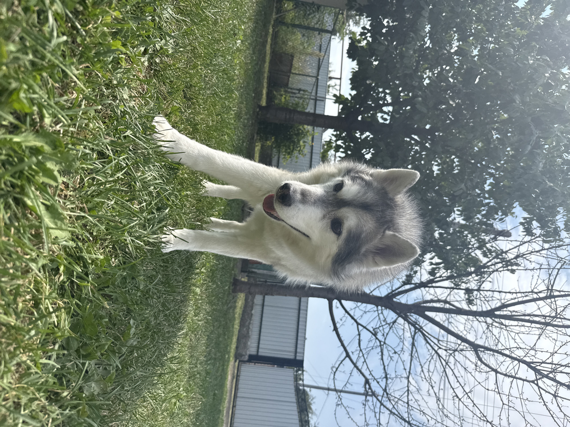 A husky dog stands in a grassy backyard on a sunny day. The dog is facing the camera, with its head tilted slightly to the left. It has gray and white fur, with distinctive markings on its face. The dog's tongue is slightly out, and its mouth is open. In the background, there are trees and a metal fence. The grass is green and well-maintained. The sky is blue with some clouds.