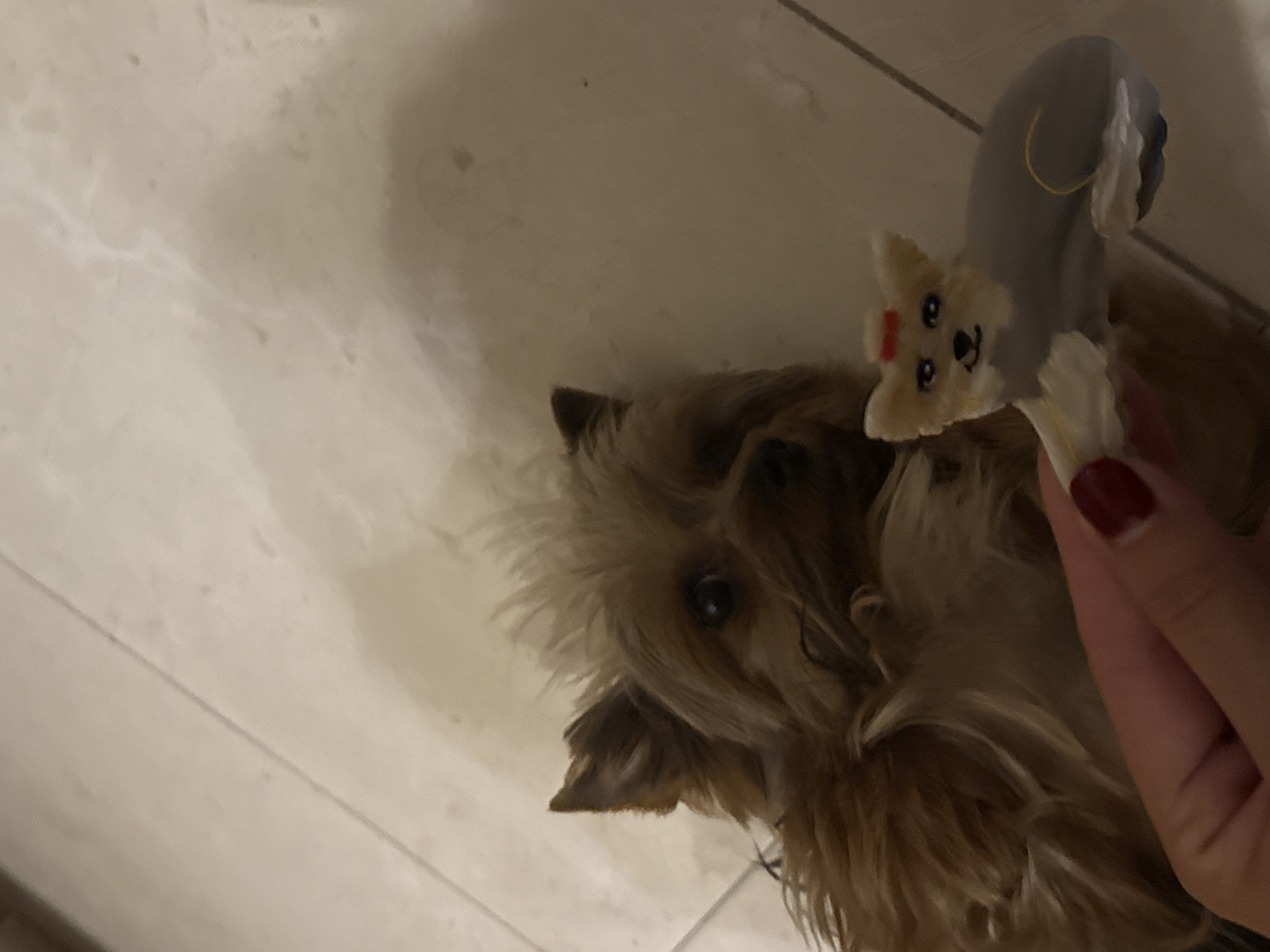 A brown Yorkshire terrier lies on a light-colored tiled floor. A hand with red nail polish holds a toy that resembles another Yorkshire terrier above the dog. The location is not discernible from the image.