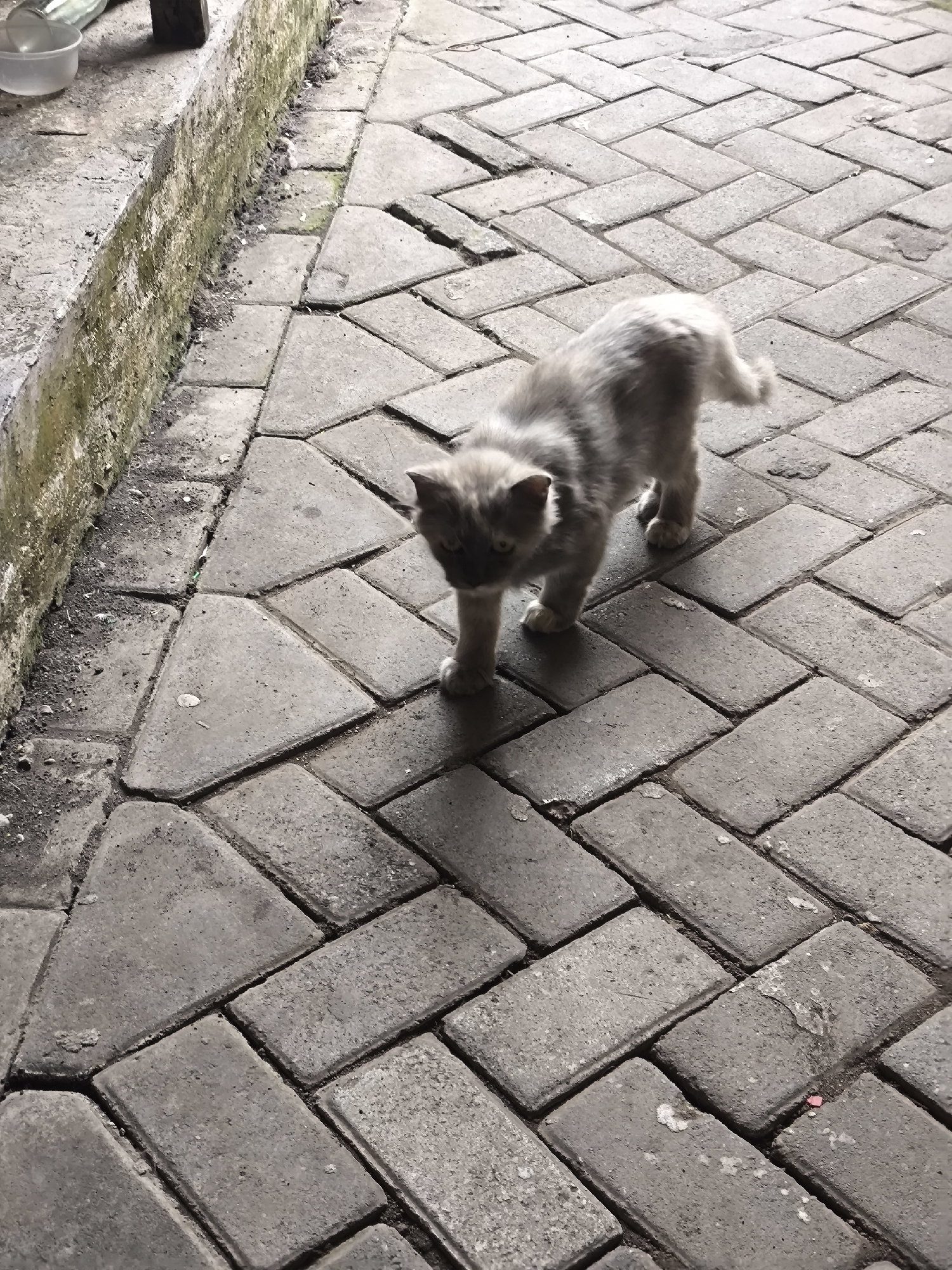 A medium-shot, eye-level photograph captures a grey, fluffy cat with light-colored markings on its face and paws, walking across a paved walkway in Citrodiwangsan, Indonesia. The cat, positioned slightly right of the frame's center, is looking down and to its left, with its tail slightly raised and curved. Its shadow is cast on the ground to its left. The walkway is constructed from grey interlocking bricks, laid in a herringbone pattern in some areas and a more irregular, geometric pattern in others, particularly closer to the left edge of the frame. To the left of the walkway is a concrete ledge with a mossy, textured surface. A clear glass bottle and a white plastic bowl are visible on the ledge at the top left of the image. The overall lighting suggests an outdoor, daytime setting, possibly overcast given the diffused shadow of the cat.
