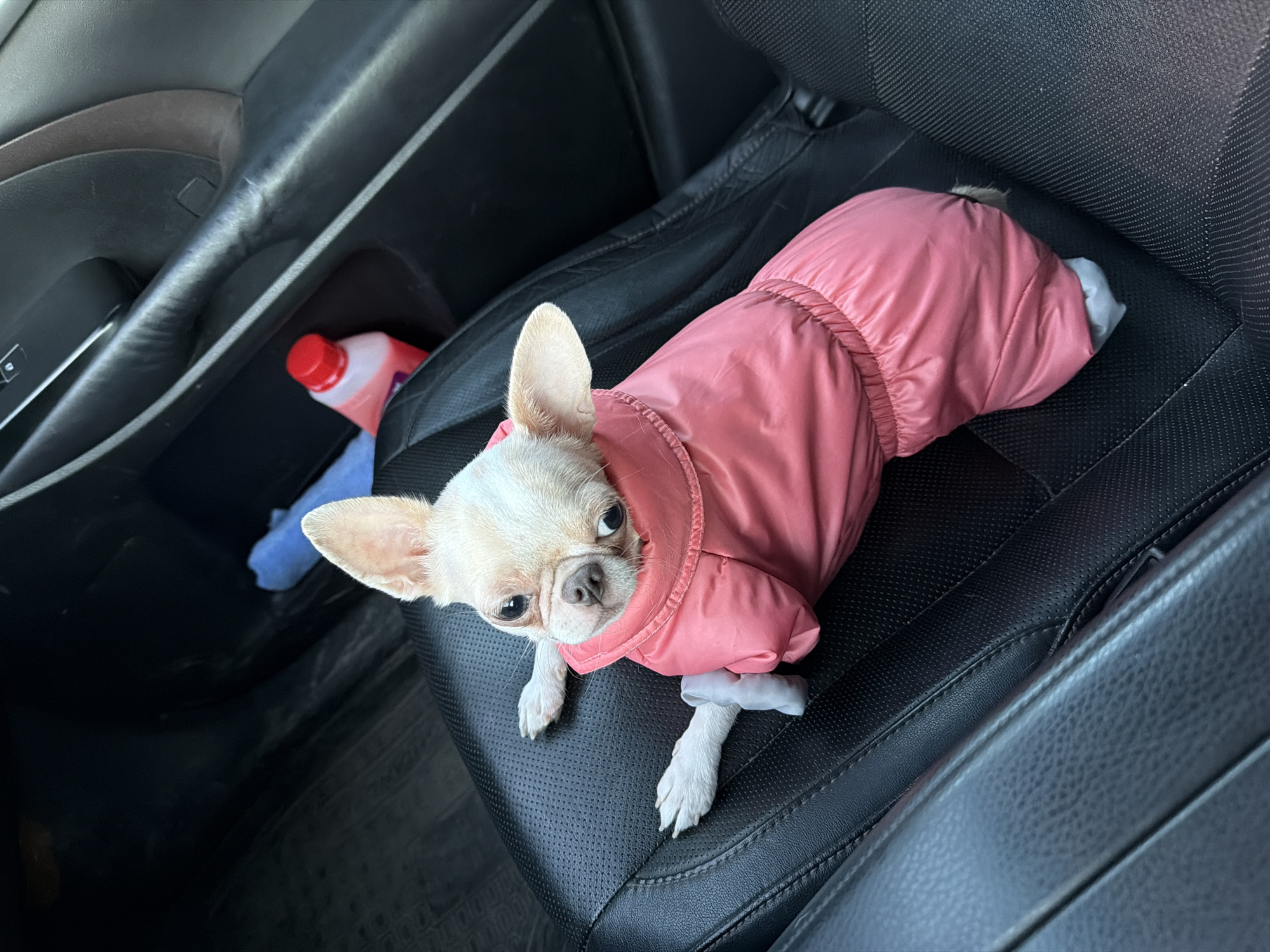 A small, white Chihuahua wearing a pink coat is sitting on a black leather car seat. In the car door pocket, there is a bottle of pink liquid and a blue cloth. The setting is inside a vehicle, with the interior components visible, but there is no specific indication to suggest this is Nizhnevartovsk, Russia.