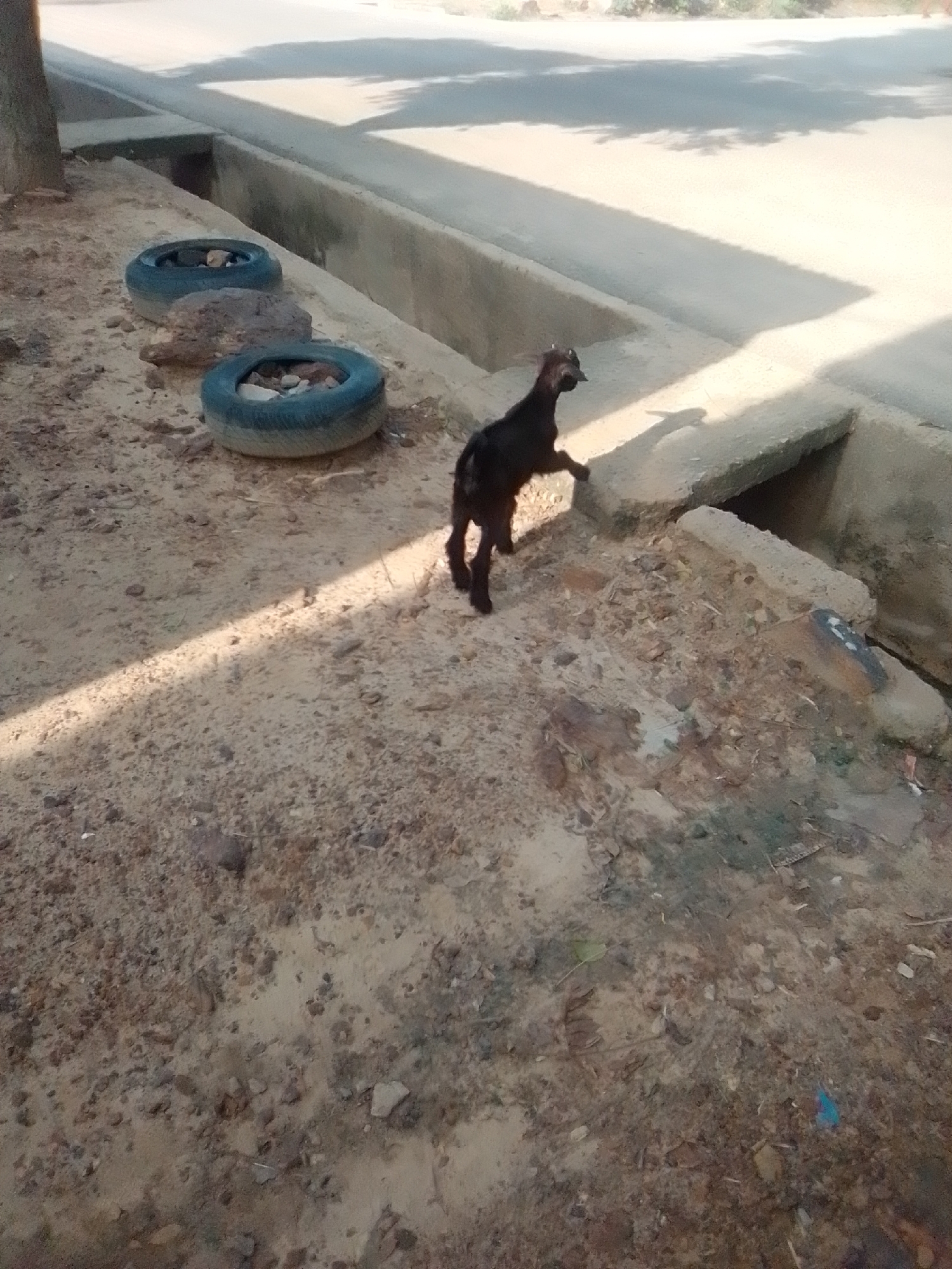 A young, black goat is standing on a concrete structure adjacent to a drainage ditch. The goat is facing to the left, with its head turned slightly towards the camera. The ground is covered in dirt and rocks, with two old tires visible in the foreground, partially filled with debris. The background shows a paved surface and some shadows cast by trees. The scene appears to be in an outdoor, urban or semi-urban environment. There is no evidence to suggest this location is in Liji Hill, Nigeria.